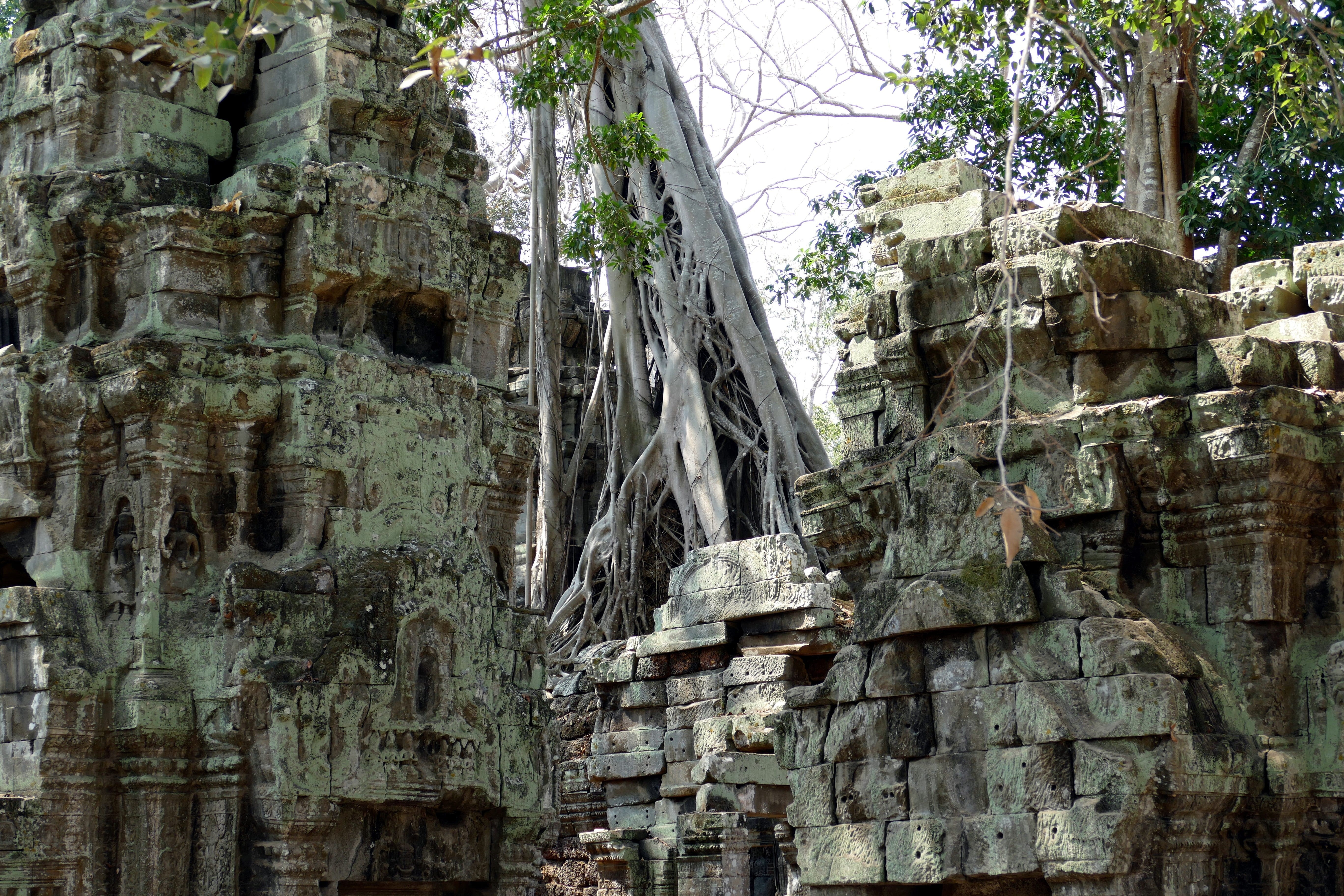 khmer, place of worship, ta prohm, jungle, rock, building, historically, cambodian Culture, travel destinations, spirituality, old Ruin, angkor Thom, ancient, HD Wallpaper