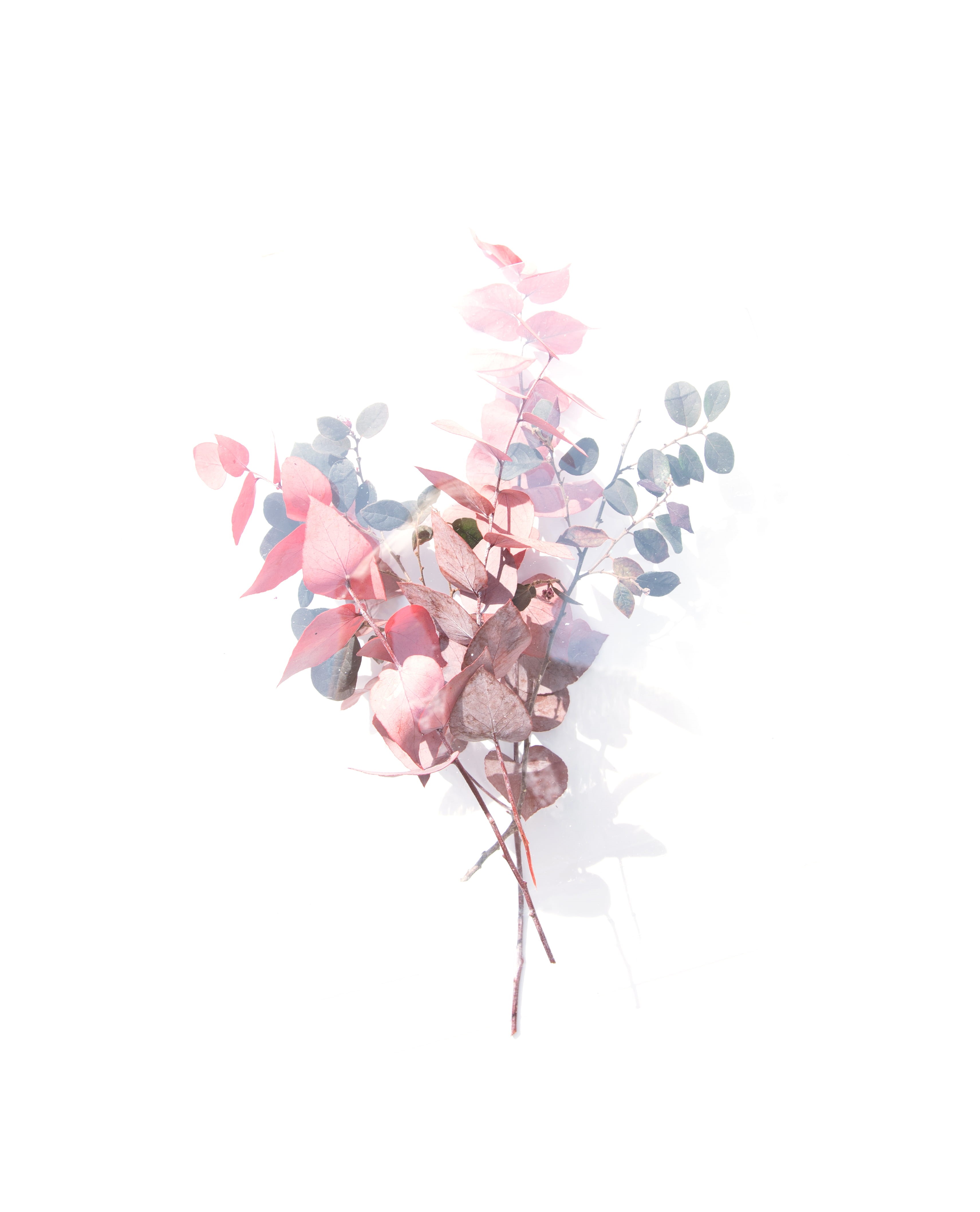 freshness, stem, shadow, cut out, still life, beauty, blue, leafs, colours, nature, copy space, botanical, dollar, pink and blue, flowering plant, Phone HD Wallpaper