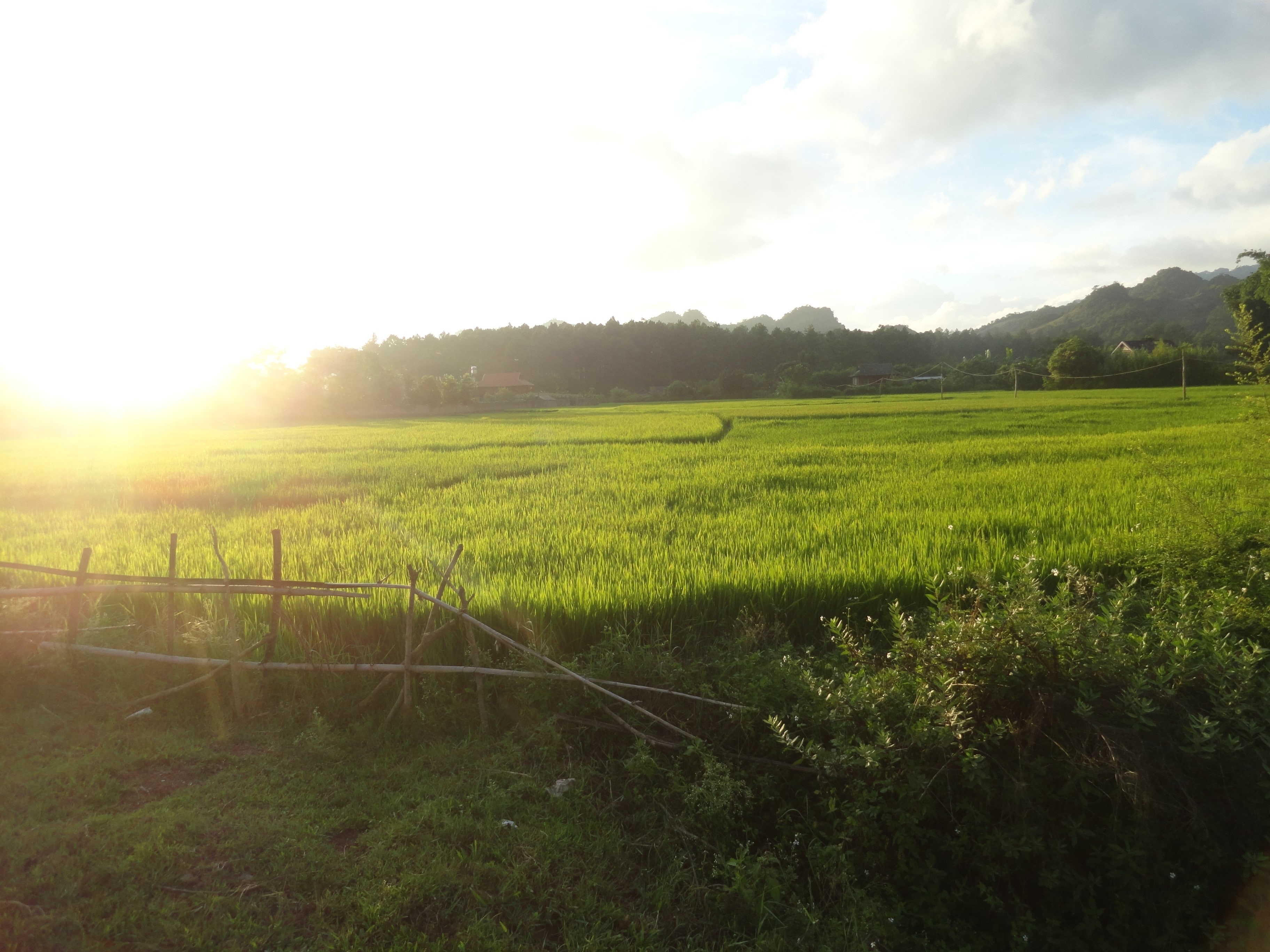 no people, farm, nature, day, scenics - nature, field, 2K, environment, plant, tranquil scene, land, rural scene, sky, vietnamese, Vietnam, beauty in nature, HD Wallpaper