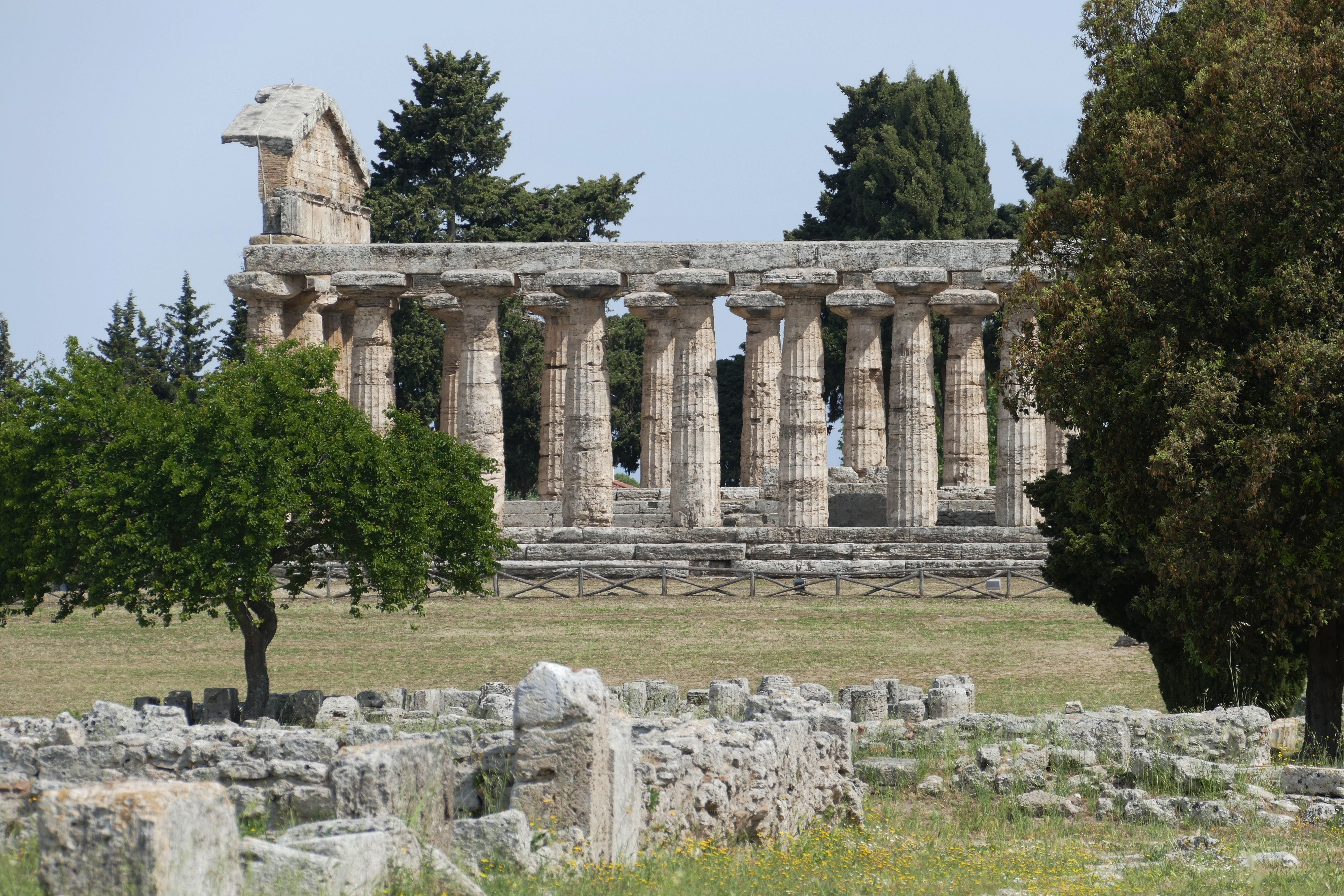 poseidon, pillar, italy, unesco, cilento, paestum, world heritage, tree, day, plant, solid, places of interest, ancient, architectural column, greek, unesco world heritage site, HD Wallpaper