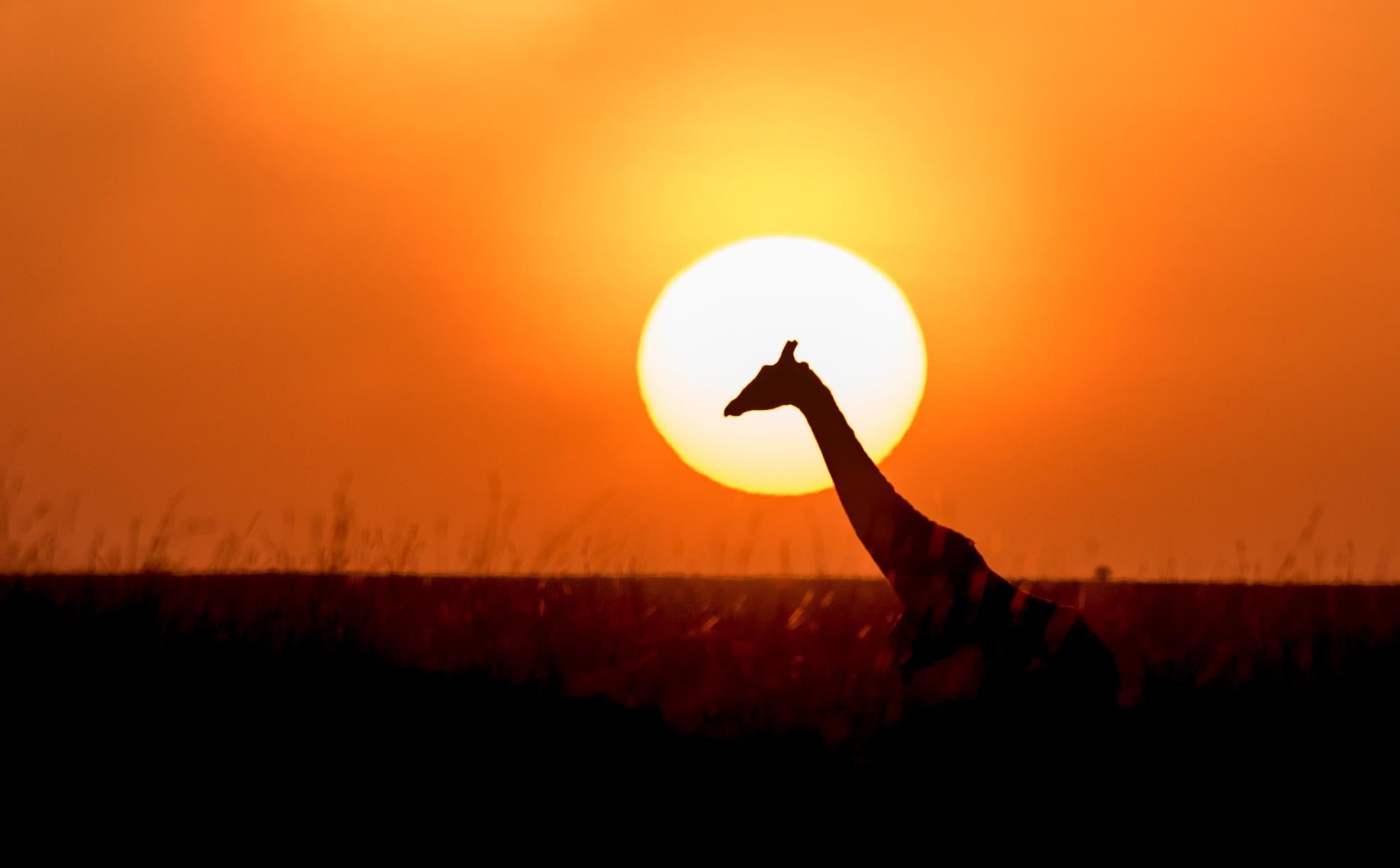 1080P, epic, green grass, outdoors, grass, nature, green, grass field, field, surrounded, Photographs, Favorite, Christopher Michel, silhouette, Giraffe, HD Wallpaper