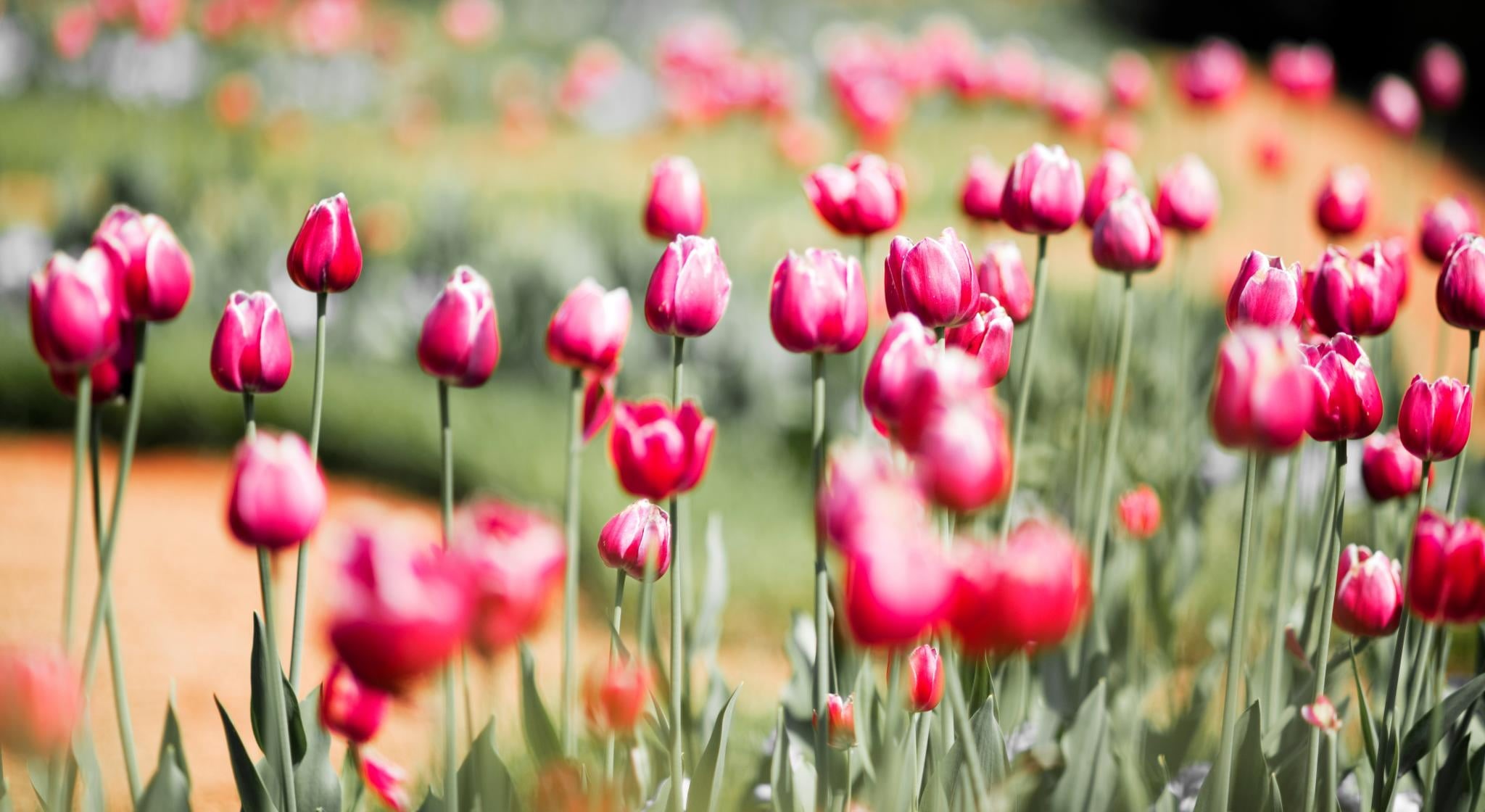 bed, nature, season, green Color, 1080P, summer, Favorite, photography, flower, epic, red, outdoors, field, tulips, beauty In Nature, Christopher Michel, HD Wallpaper