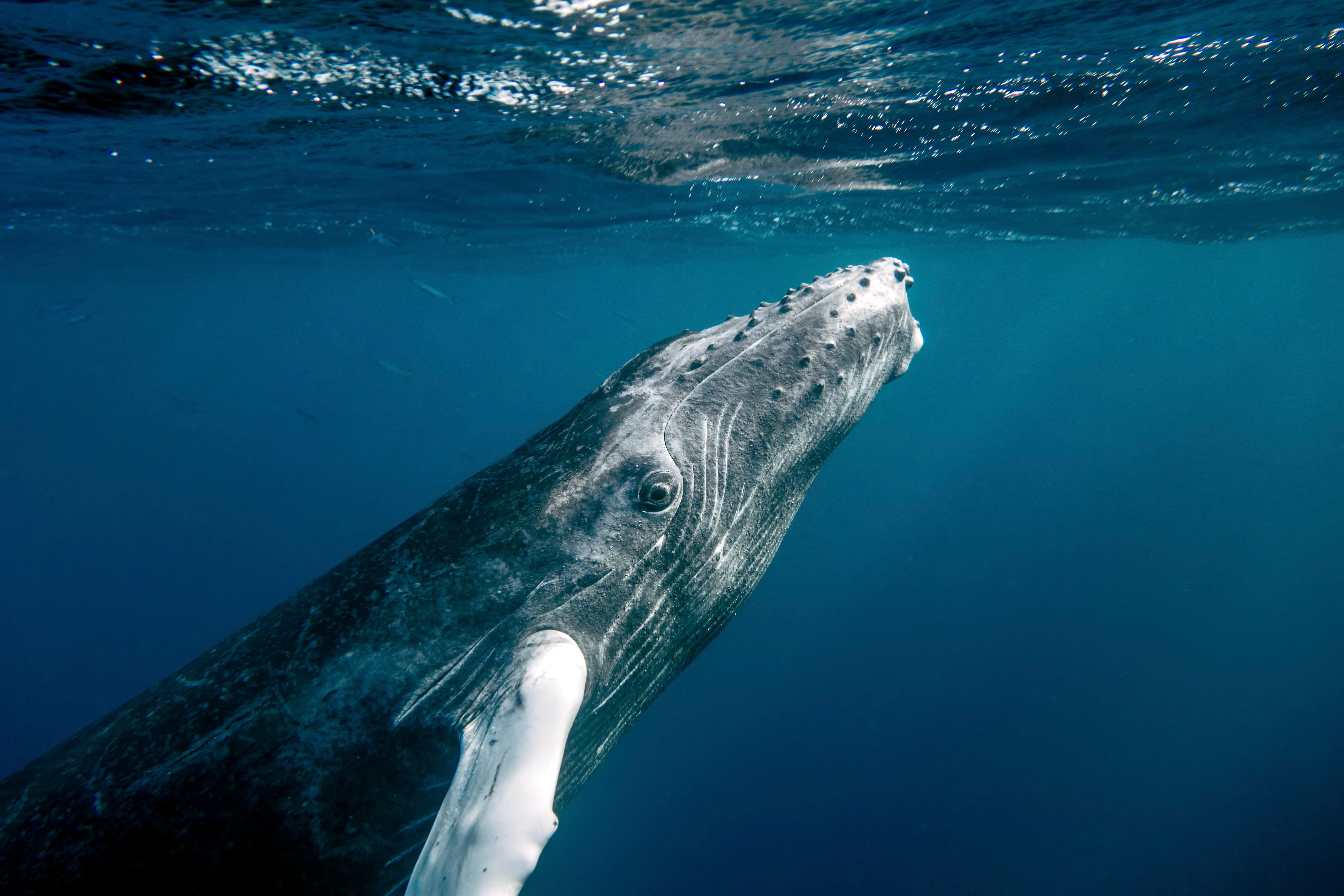 Christopher Michel, sea, ocean, humpbacks, whale, wildlife, humans, Moby Dick, mammal, humpback whale, animal, photography, Donald Trump, nature, humpback, HD Wallpaper