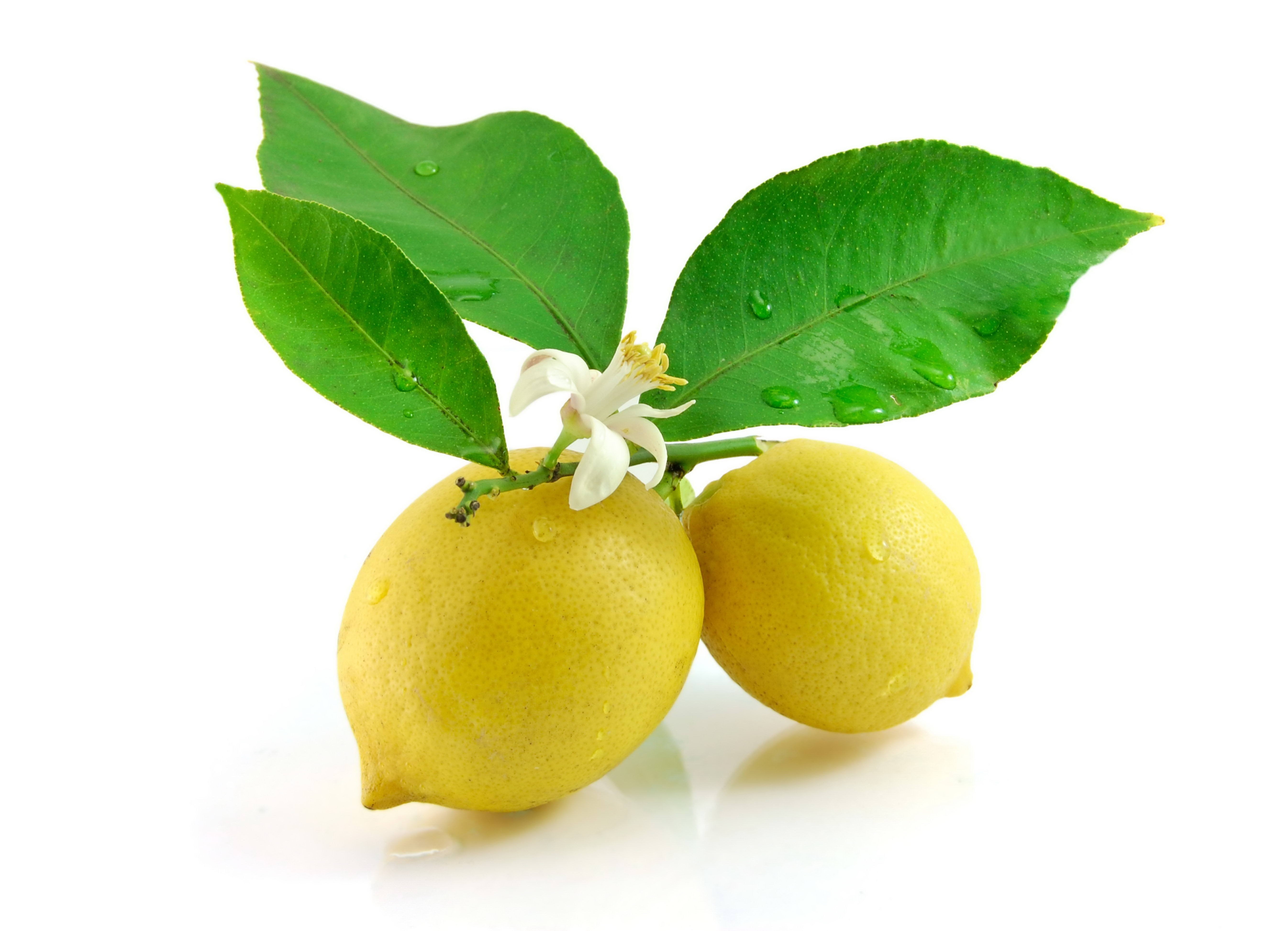 leaf, indoors, two, food and drink, flowers, yellow, nature, close-up, fruit, organic, plant, isolated, cut out, citrus Fruit, vegetarian Food, refreshment, HD Wallpaper