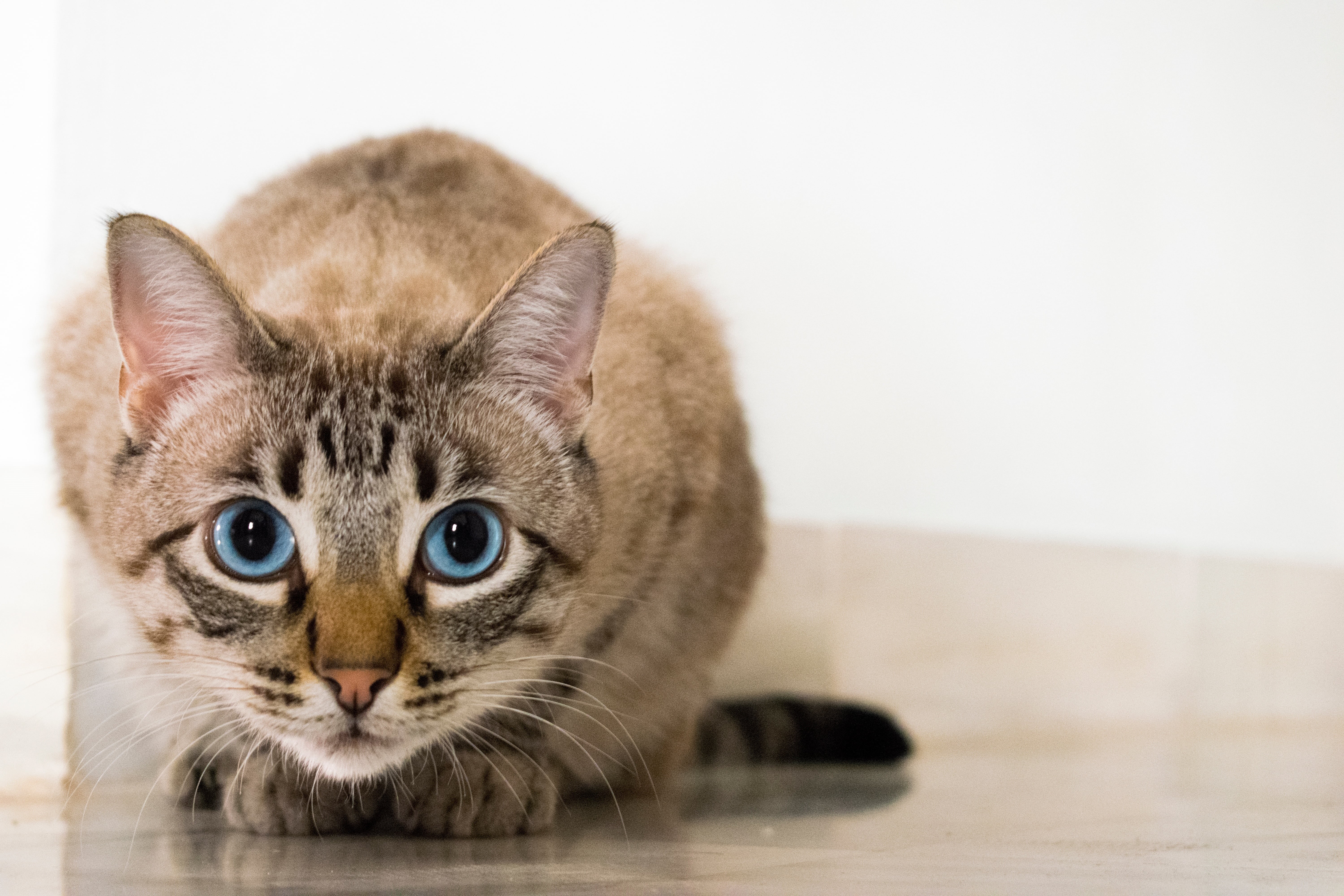 eyes, floor, photography, whiskers, people, cat, brown, feline, mammal, portrait, animal eye, domestic cat, one animal, 5K, domestic animals, vertebrate, HD Wallpaper