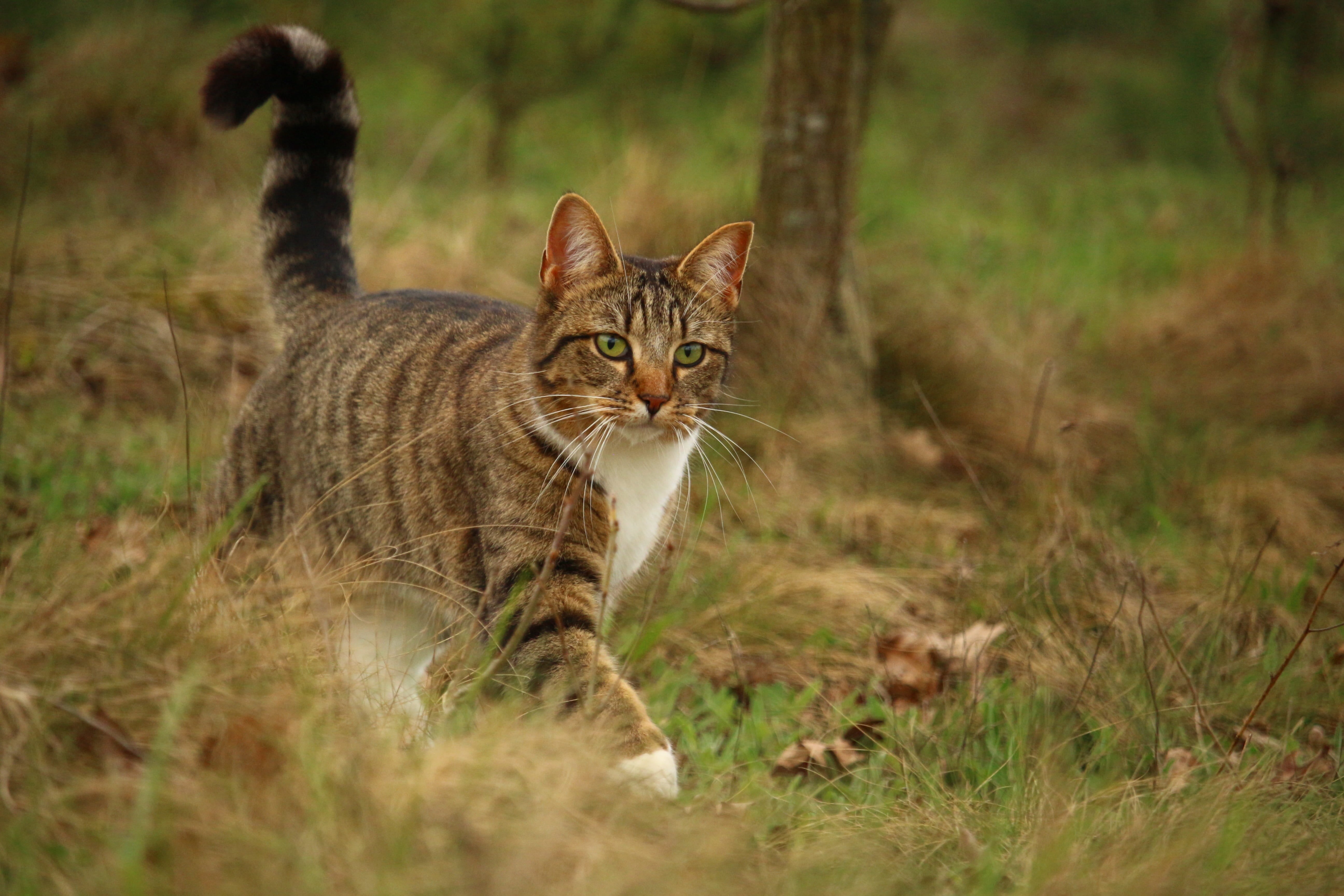 land, alertness, grass, whisker, cat, pet, 5K, plant, gray, walking, kitten, domestic cat, pets, animal eye, brown, daytime, mammal, domestic, outdoors, HD Wallpaper
