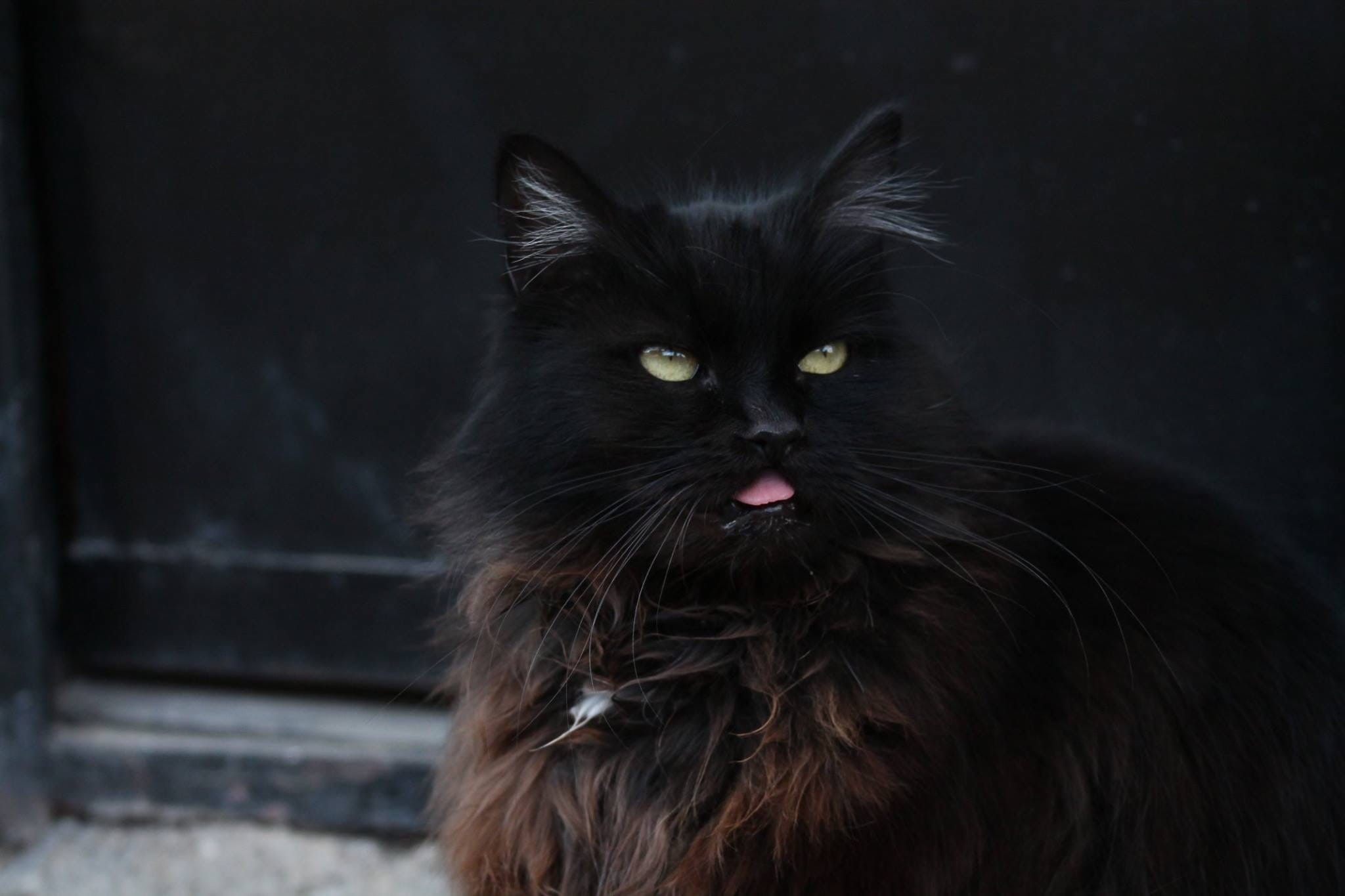 black background, black Color, close-up, fur, animal themes, maine coon cat, animal eye, black, feline, portrait, mammal, animal head, cute, looking, one animal, HD Wallpaper