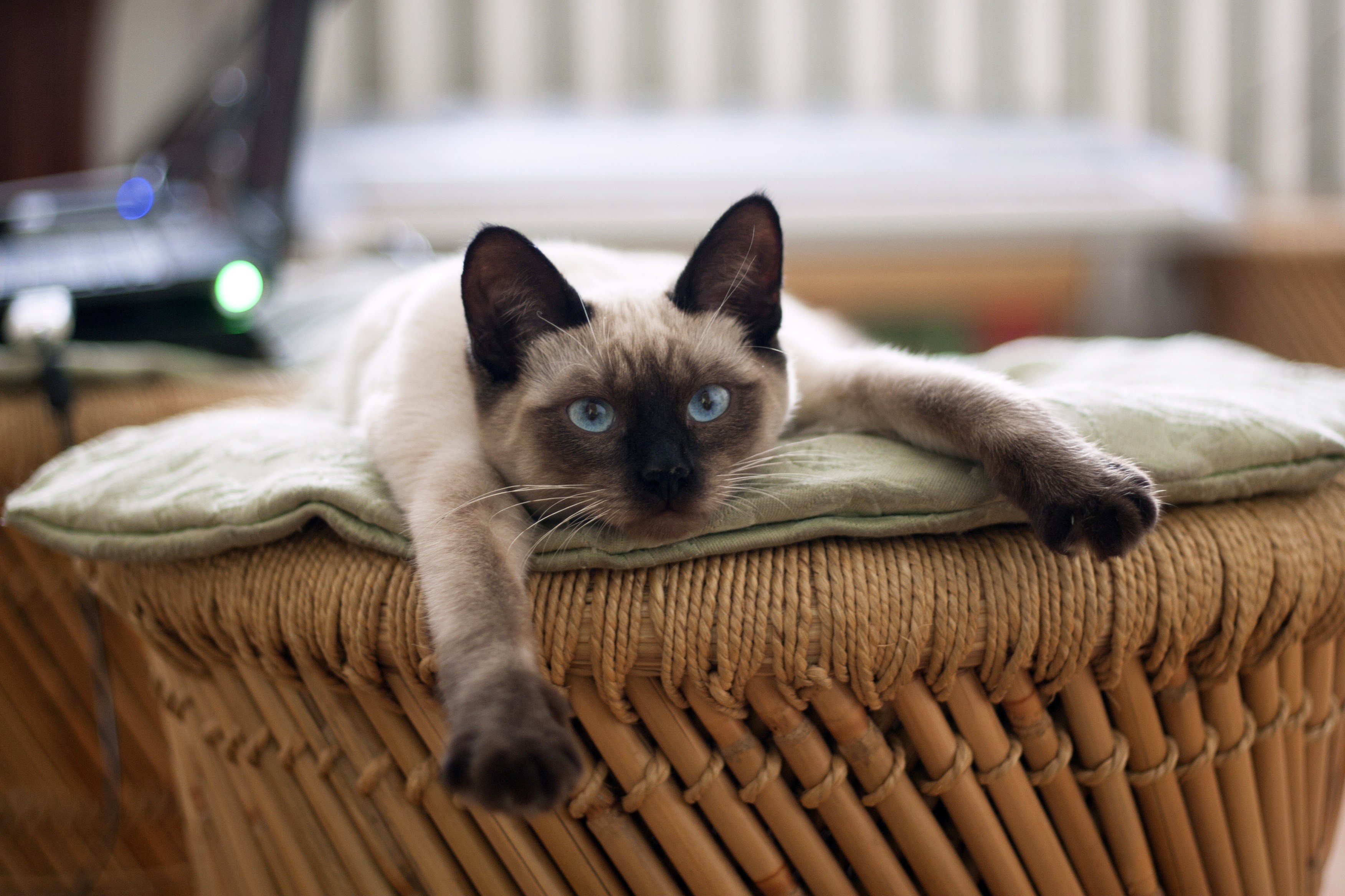 pets, feline, lying down, domestic animals, cats eye, lying, beige, furniture, textile, cats, indoors, relaxation, whisker, animal eye, siamese Cat, animal themes, HD Wallpaper