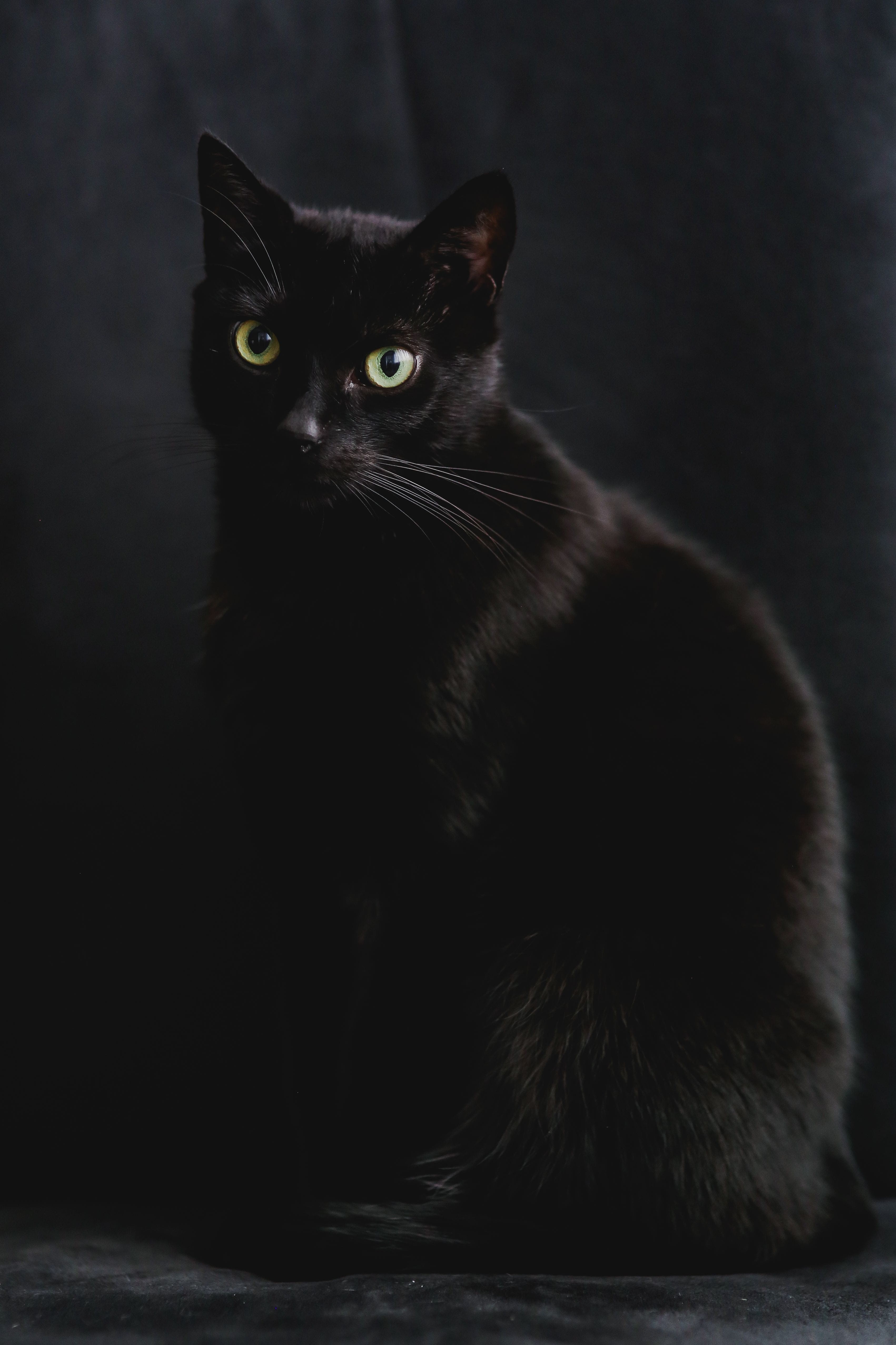 cat, domestic animals, mammal, animal themes, pet, animal eye, yellow eyes, 4K, cute, fur, vertebrate, looking at camera, Portrait, one animal, indoors, Phone HD Wallpaper
