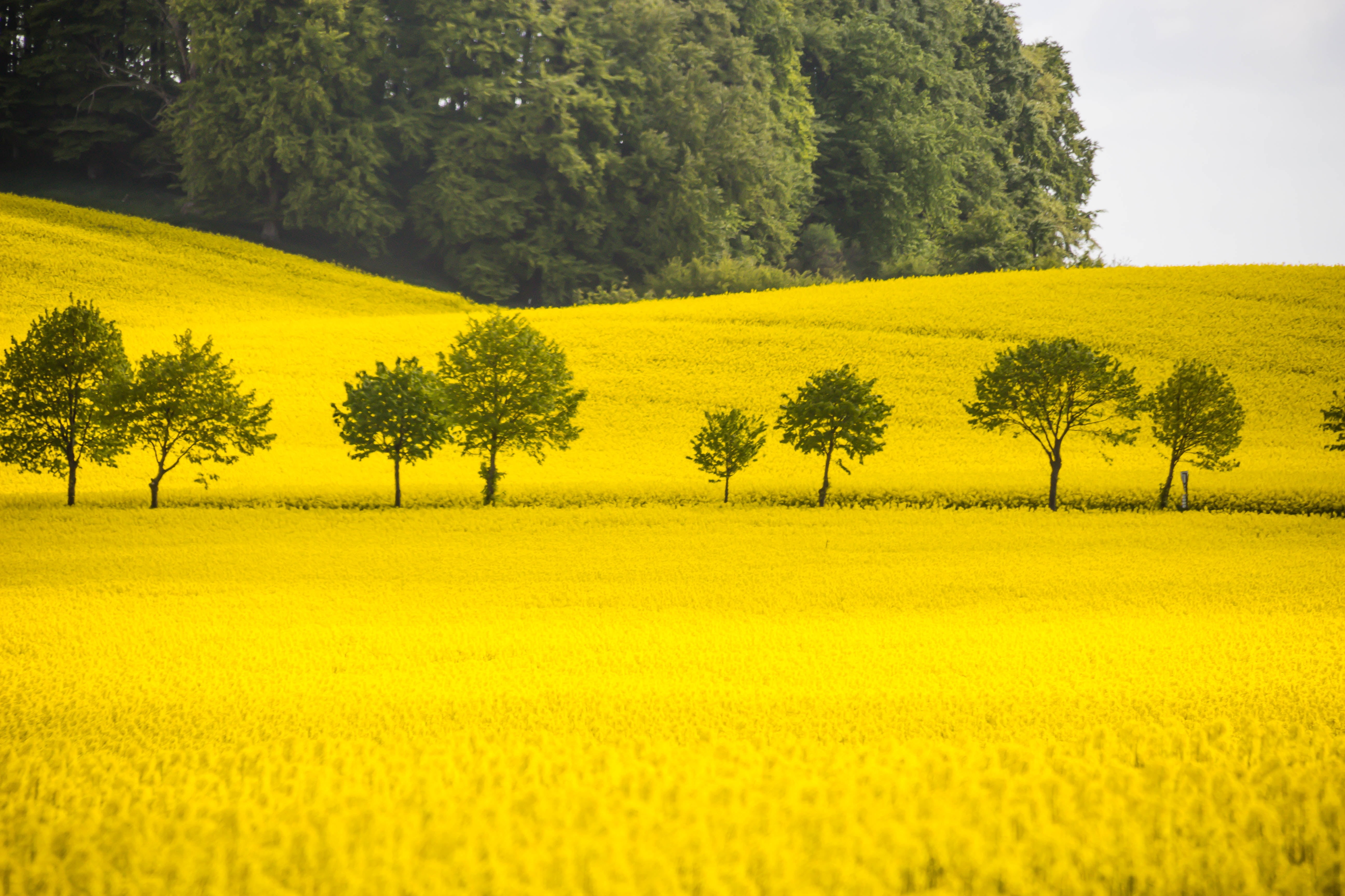 camera, iso_speed, oilseed Rape, f/3.5, ƒ / 6, middle, canon eos 100d, outdoors, model, sky, lens, 5K, plant, countryside, exif, landscape, raps, springtime, HD Wallpaper