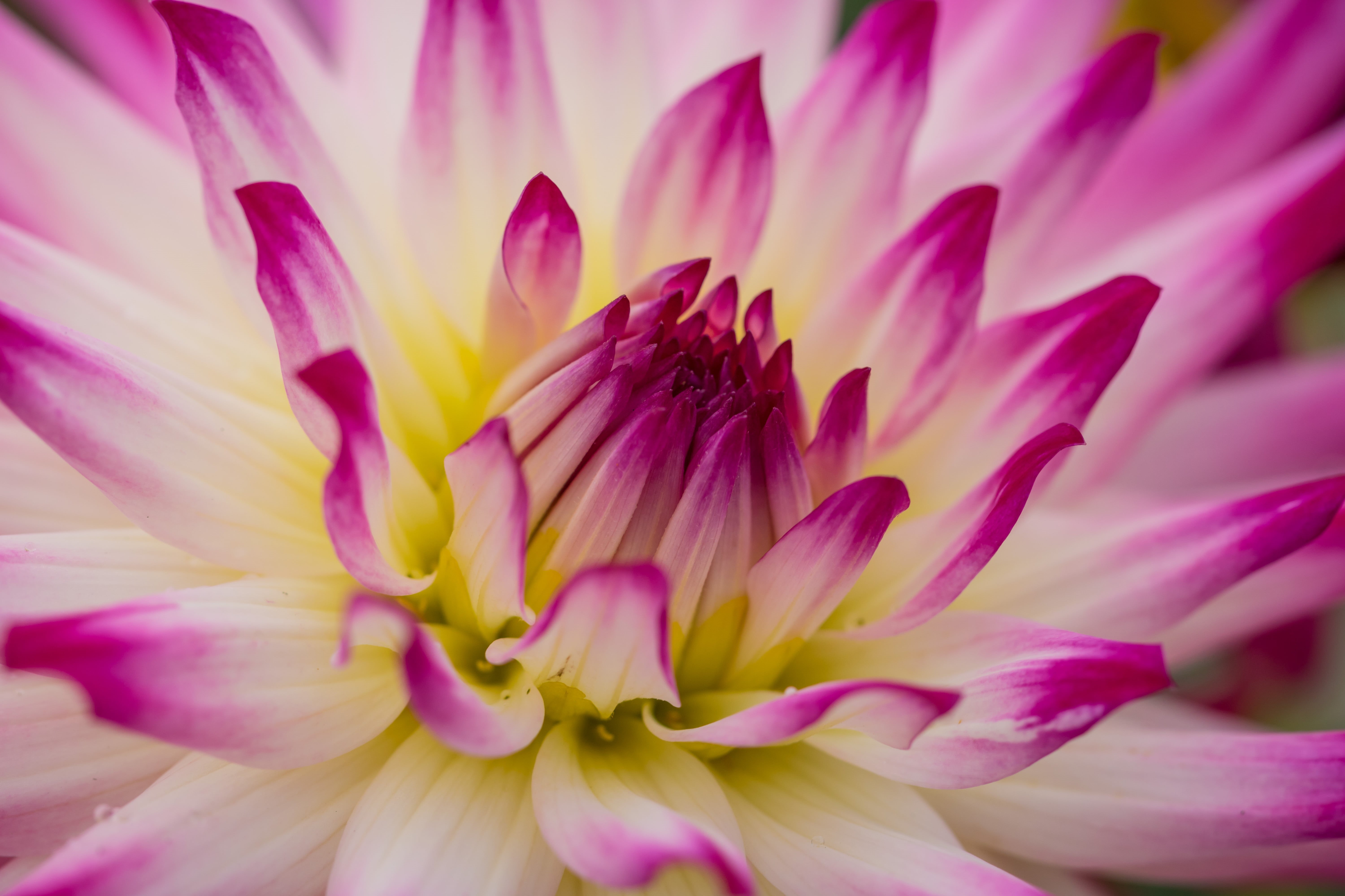 plant, usm, 5K, macro, geo:location, petal, botany, focal_length, nature, iso_speed, canon eos, state, geo, camera, makro, model, flower Head, lens, 760d, HD Wallpaper