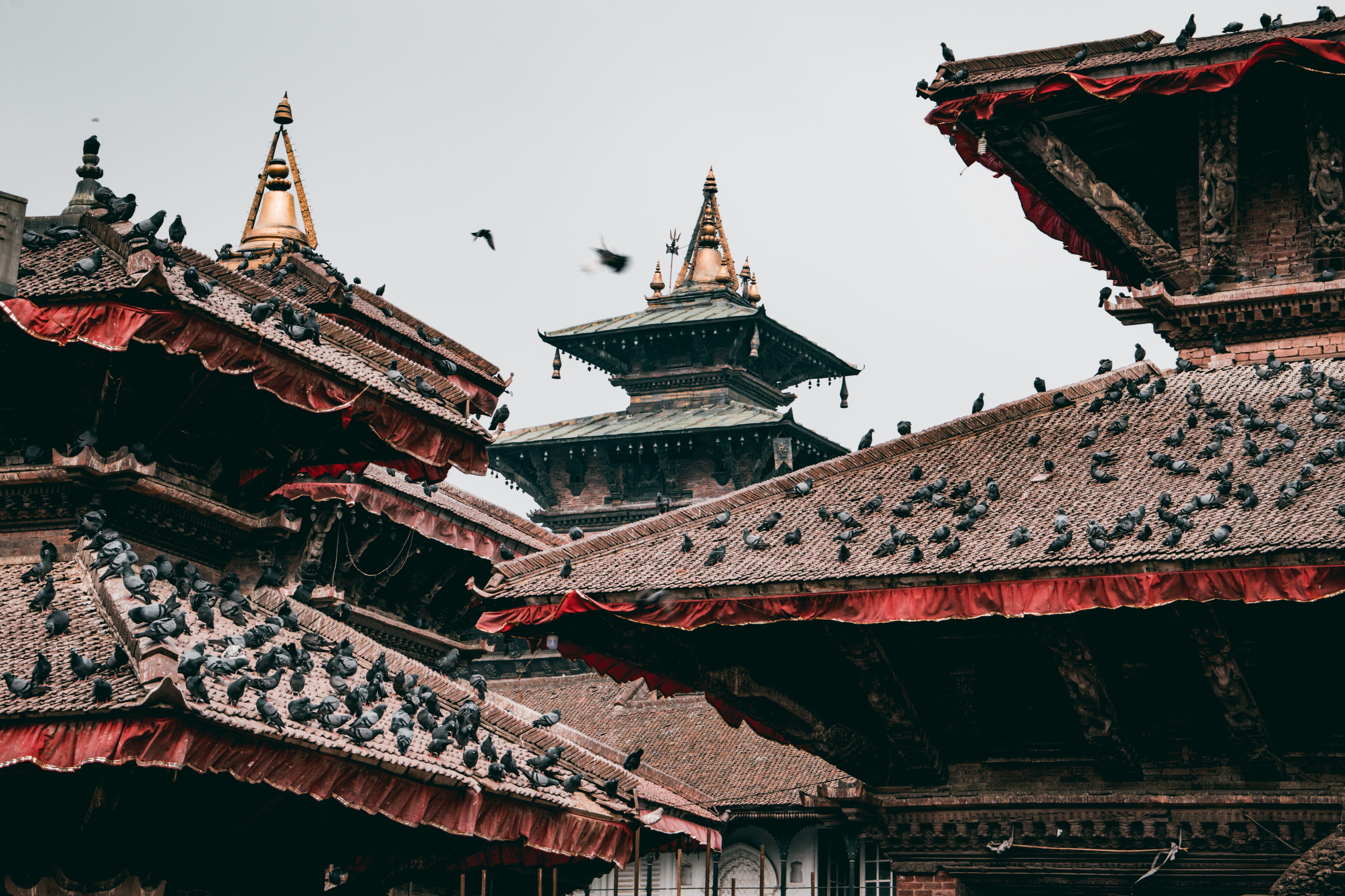 birds, history, clear sky, outdoors, nature, pigeons, travel destinations, tower, ornate, belief, castle, nepal, kathmandu, sky, roofs, building exterior, HD Wallpaper