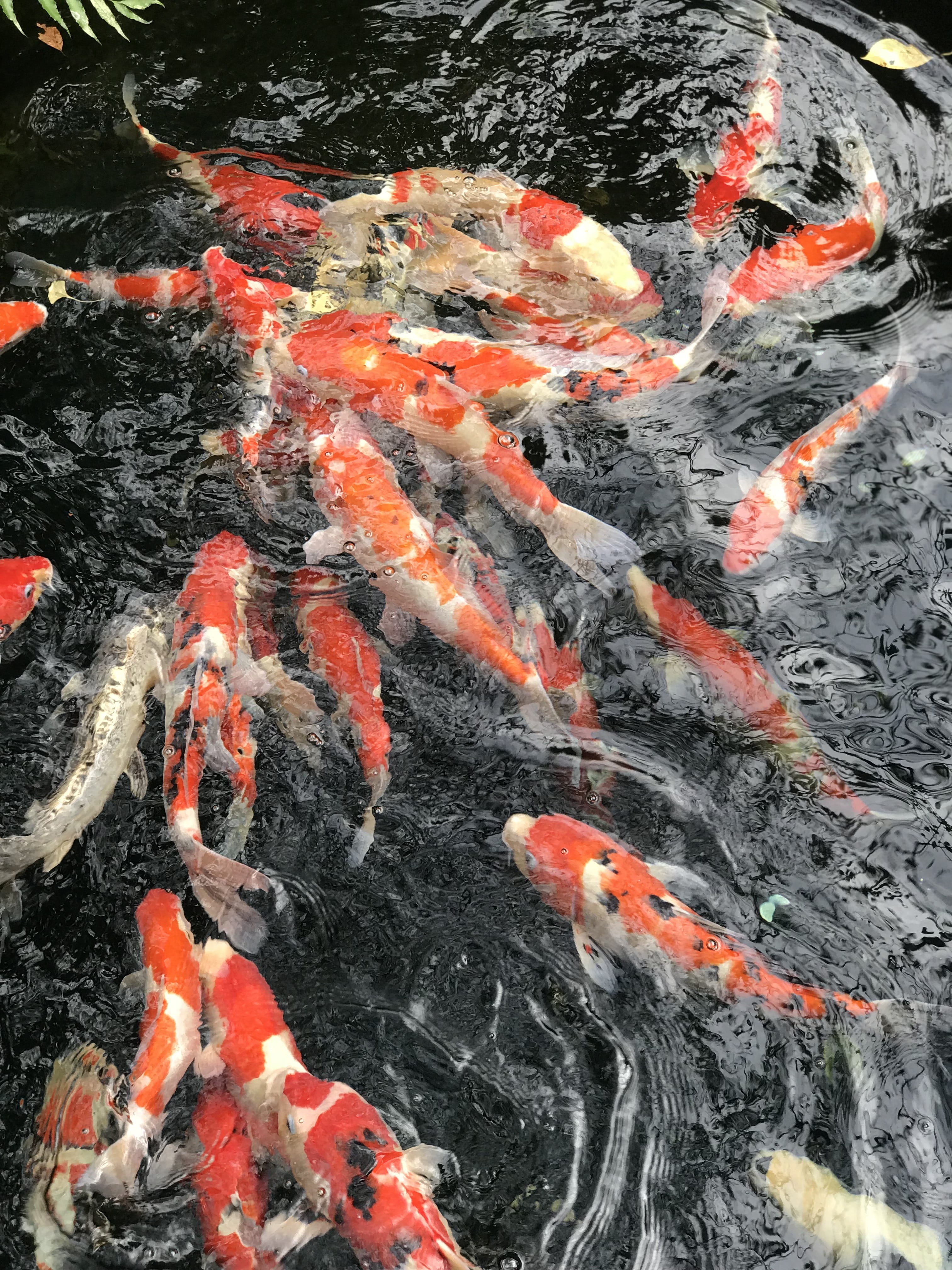 school of fish, day, high angle view, animal themes, carp, asakusa, swimming, fish, 4K, marine, nature, animal wildlife, vertebrate, large group of animals, Phone HD Wallpaper