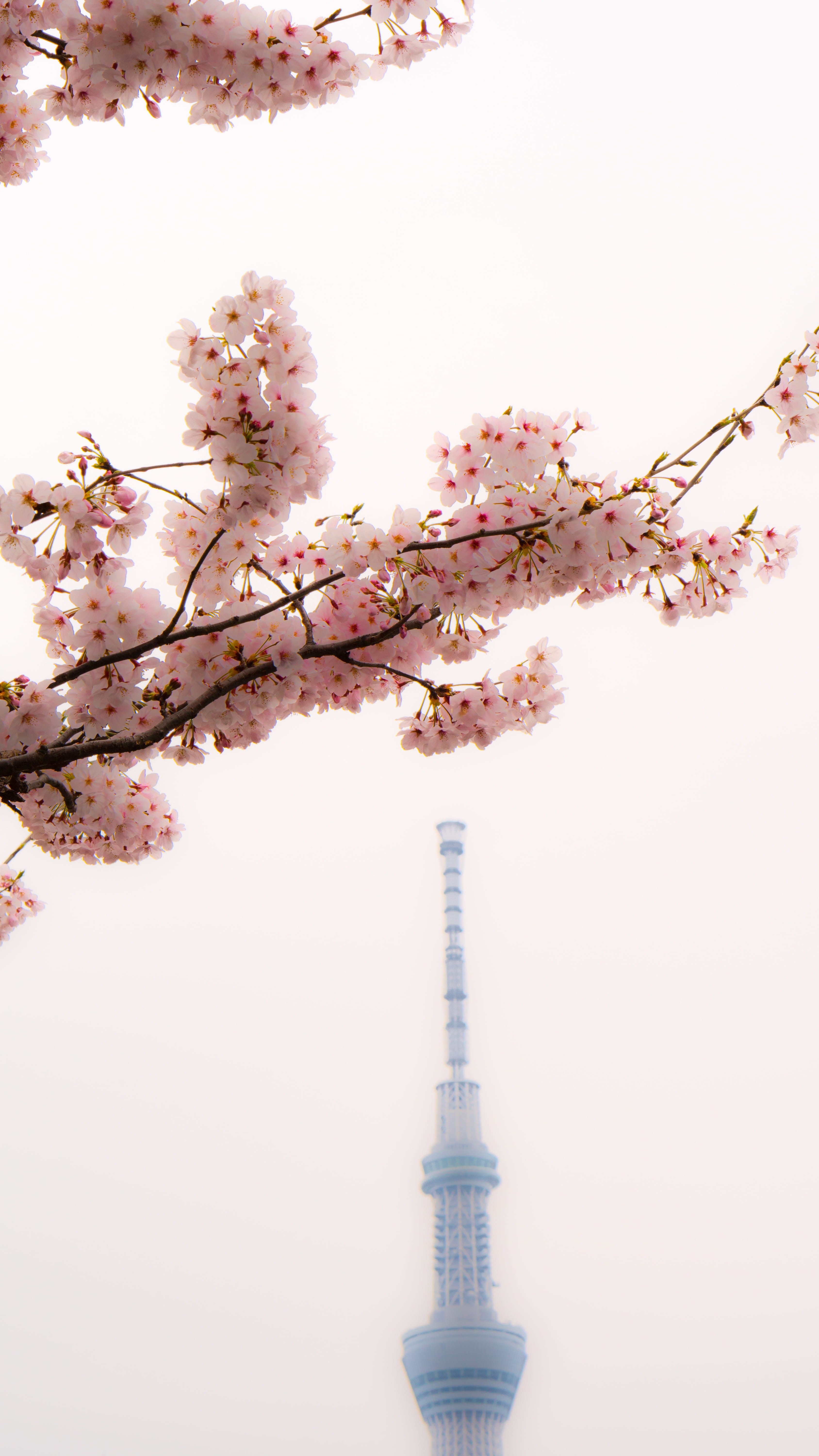 tower, pink color, clear sky, sky, building exterior, Asakusa, Cherry Blossoms, cherry blossom, outdoors, fragility, flower, architecture, spire, Japan, Phone HD Wallpaper