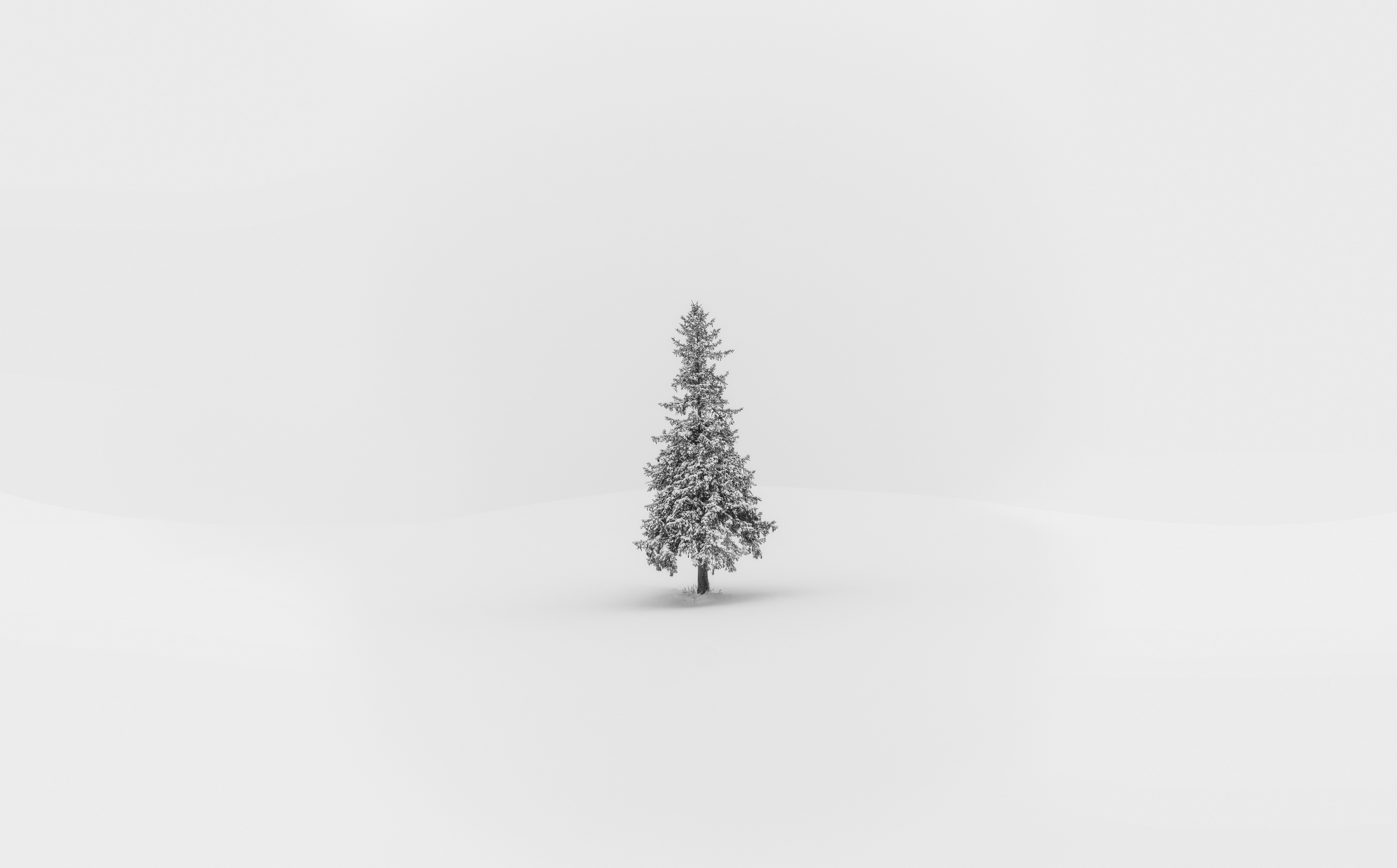 bieicho, middle, coniferous tree, hokkaidoprefecture, caught, plant, Minimalism, Christmas, tranquility, biei, tranquil scene, copy space, scenics - nature, HD Wallpaper