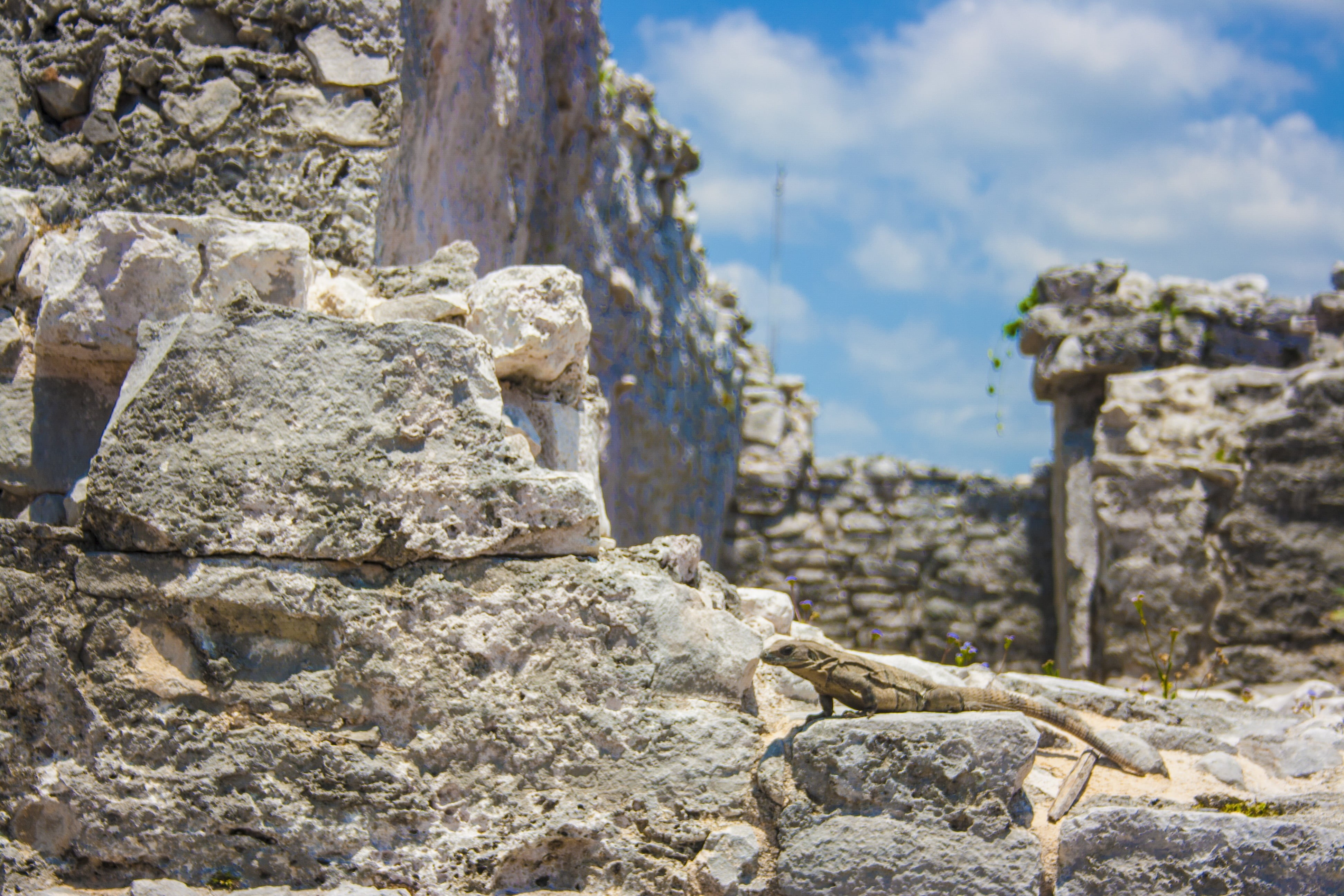 travel, reptile, tourism, texture, ancient civilization, cloud - sky, stone wall, old Ruin, the Past, rocks, weathered, ruins, rock - object, built structure, HD Wallpaper