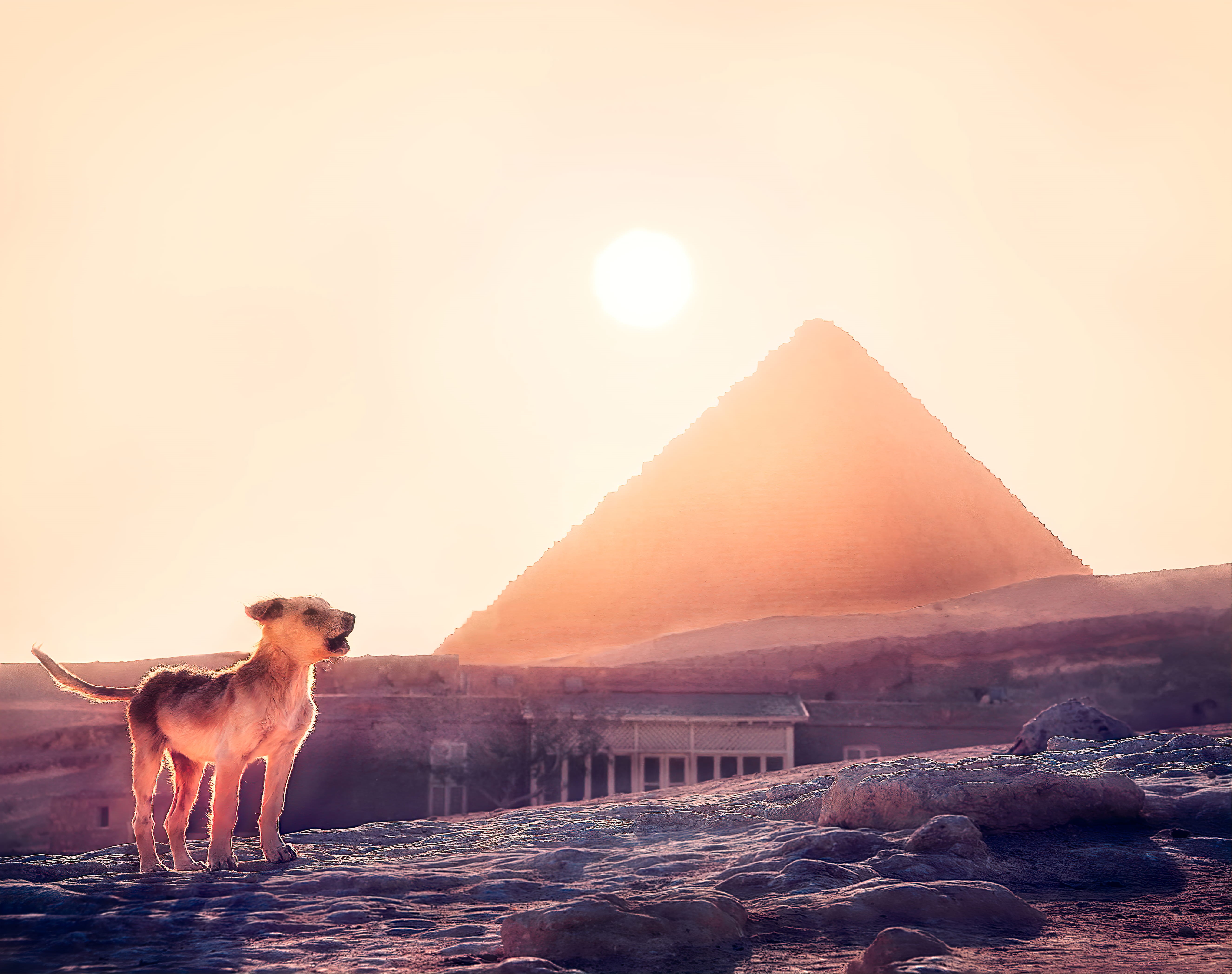 animal, pyramids, dog, building, one animal, canine, pyramid, lens flare, nature, history, domestic, sunset, mammal, no people, travel destinations, architecture, HD Wallpaper
