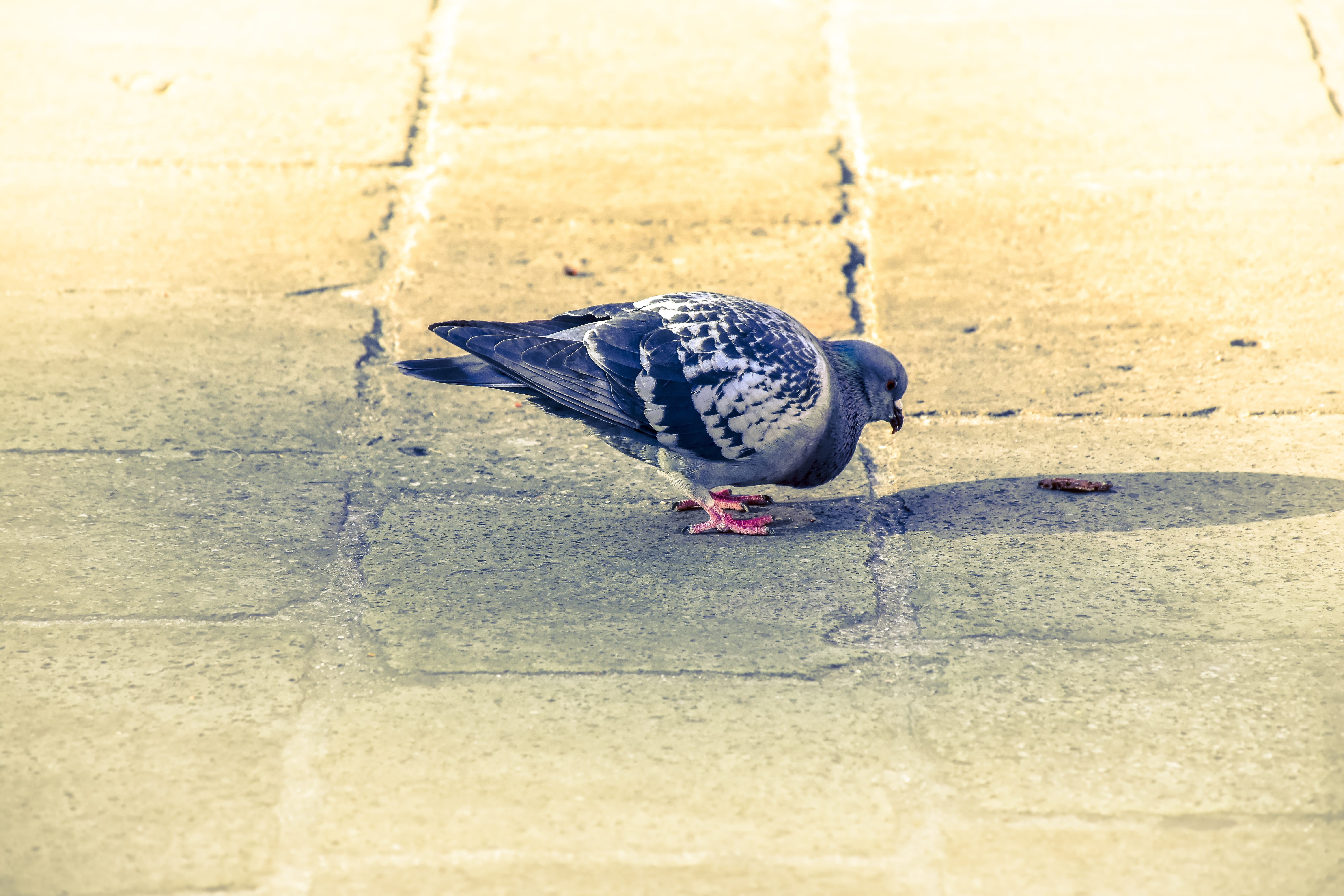 city, Colombo, selective focus, street, outdoors, 5K, vertebrate, animals in the wild, birds, ferrara, animal themes, animals, eat, no people, fodder, HD Wallpaper