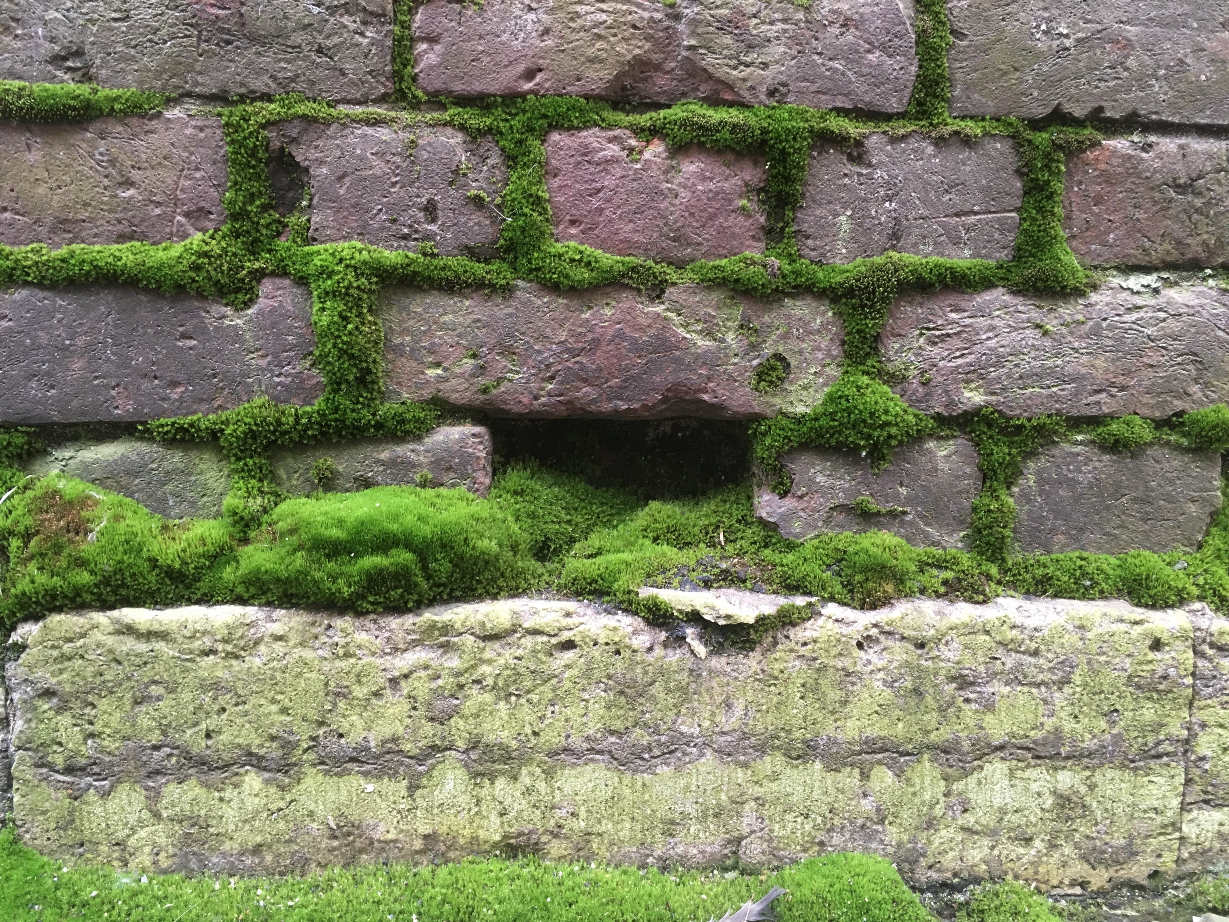 brick, grass, animal themes, sankt-peterburg, wall - building feature, building exterior, plant, root, pavement, full frame, ruins, wall, kurlyandskaya ulitsa, HD Wallpaper