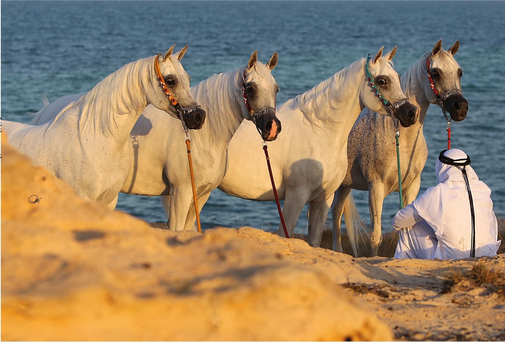 essence, horses, desert, grey, animals, 1080P, oriental, arabian, HD Wallpaper