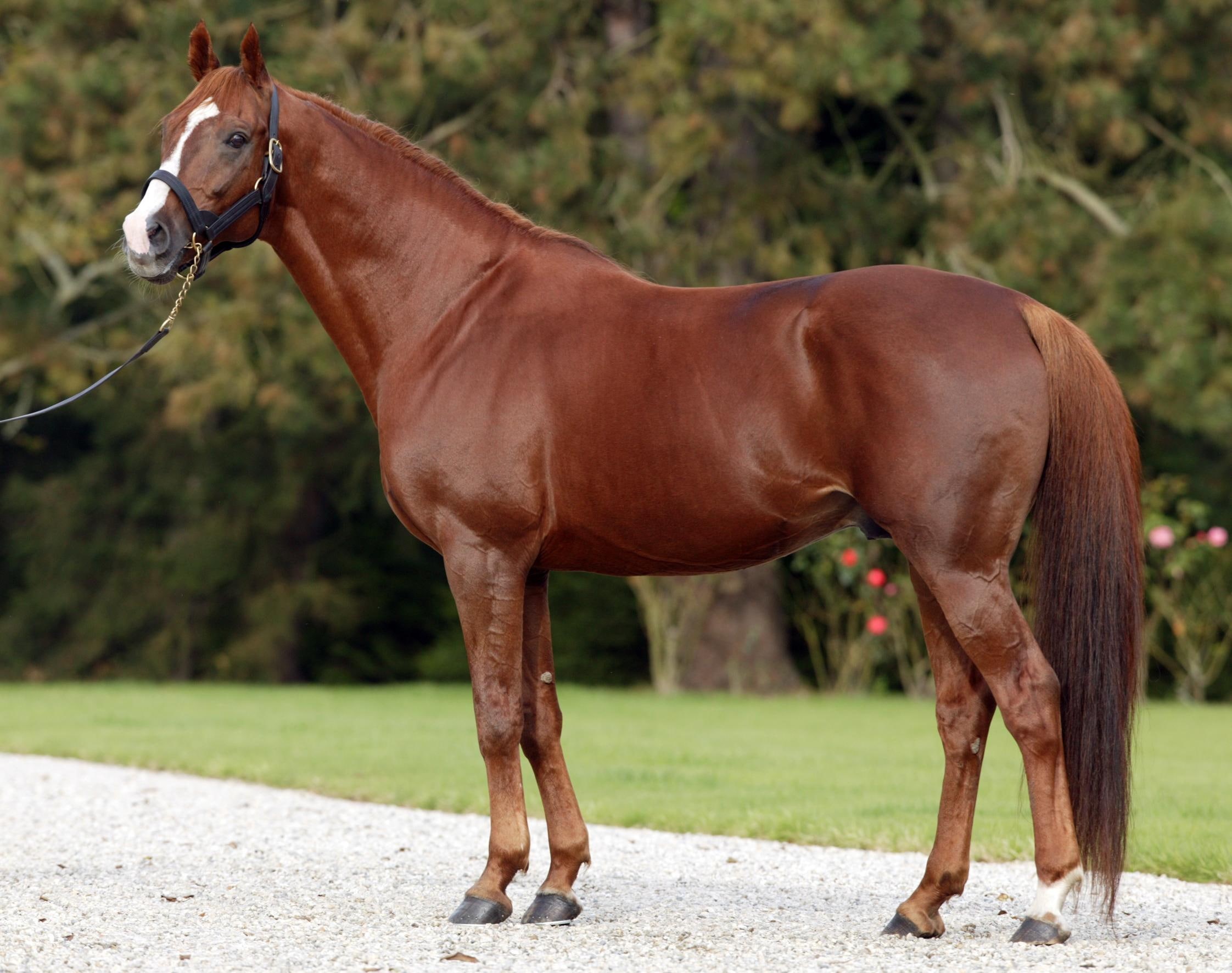 racehorse, animals, arabian, anglo, chestnut, 1080P, horses, anglo arabian, HD Wallpaper