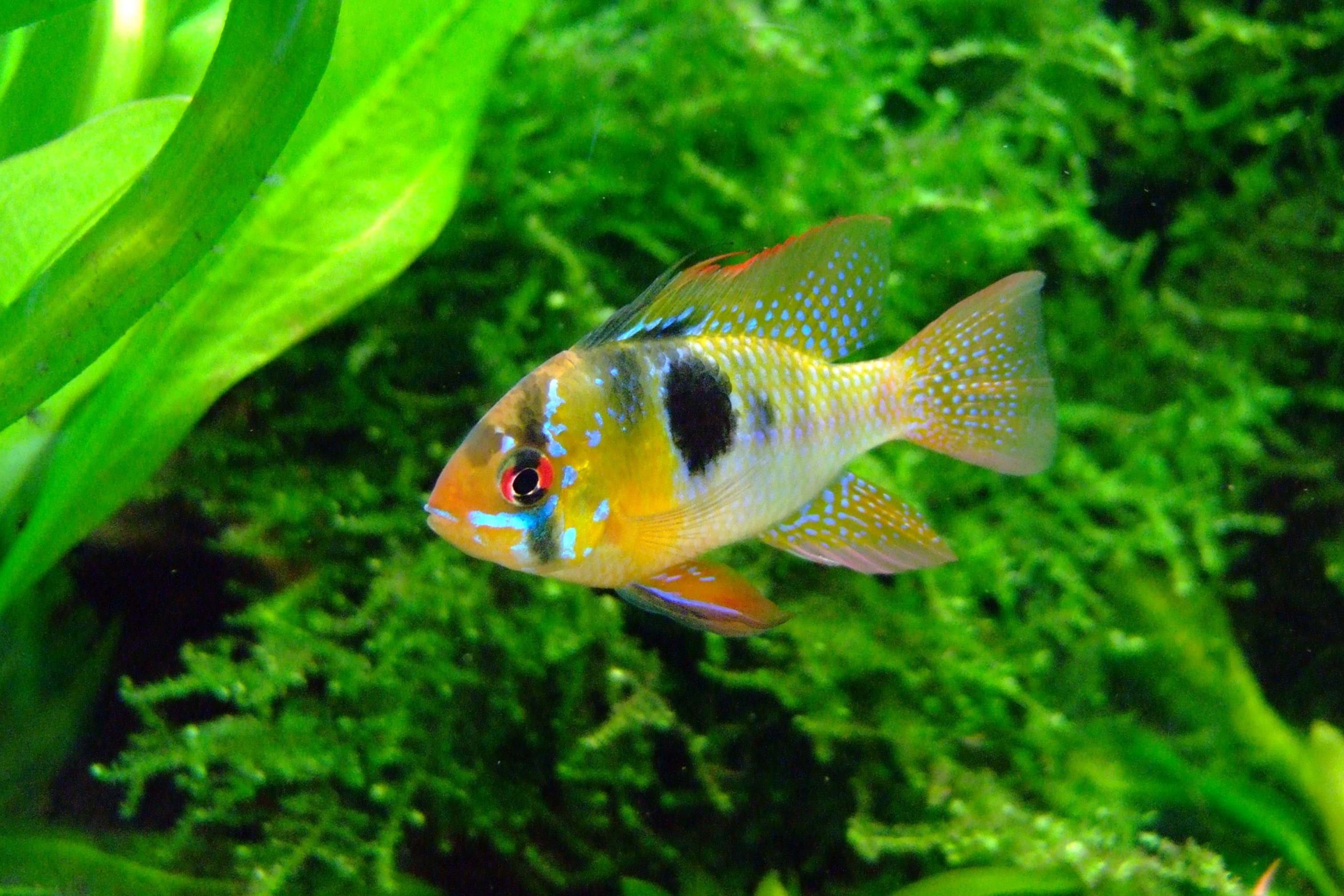 animals in the wild, colorful, exotic, vertebrate, karpfenfisch, fin, red, butterfly cichlid, animal wildlife, retired, transparent, tiger, animals, nature, HD Wallpaper