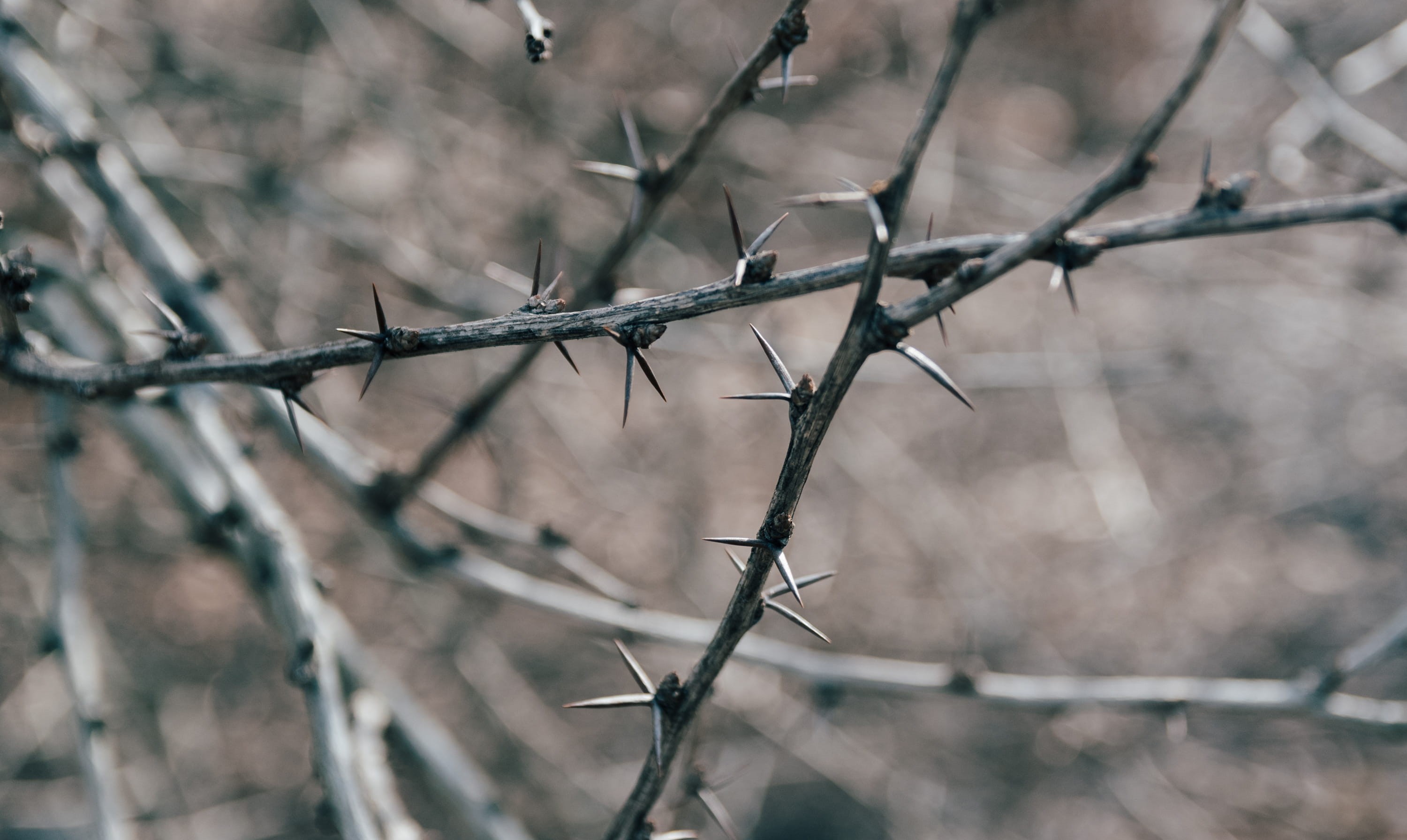 winter, outdoors, dry, thorn, barb, gray, wire, fence, point, sharp, pointed, sign, sticker, stick, crown of thorns, dead plant, dangerous, selective focus, HD Wallpaper