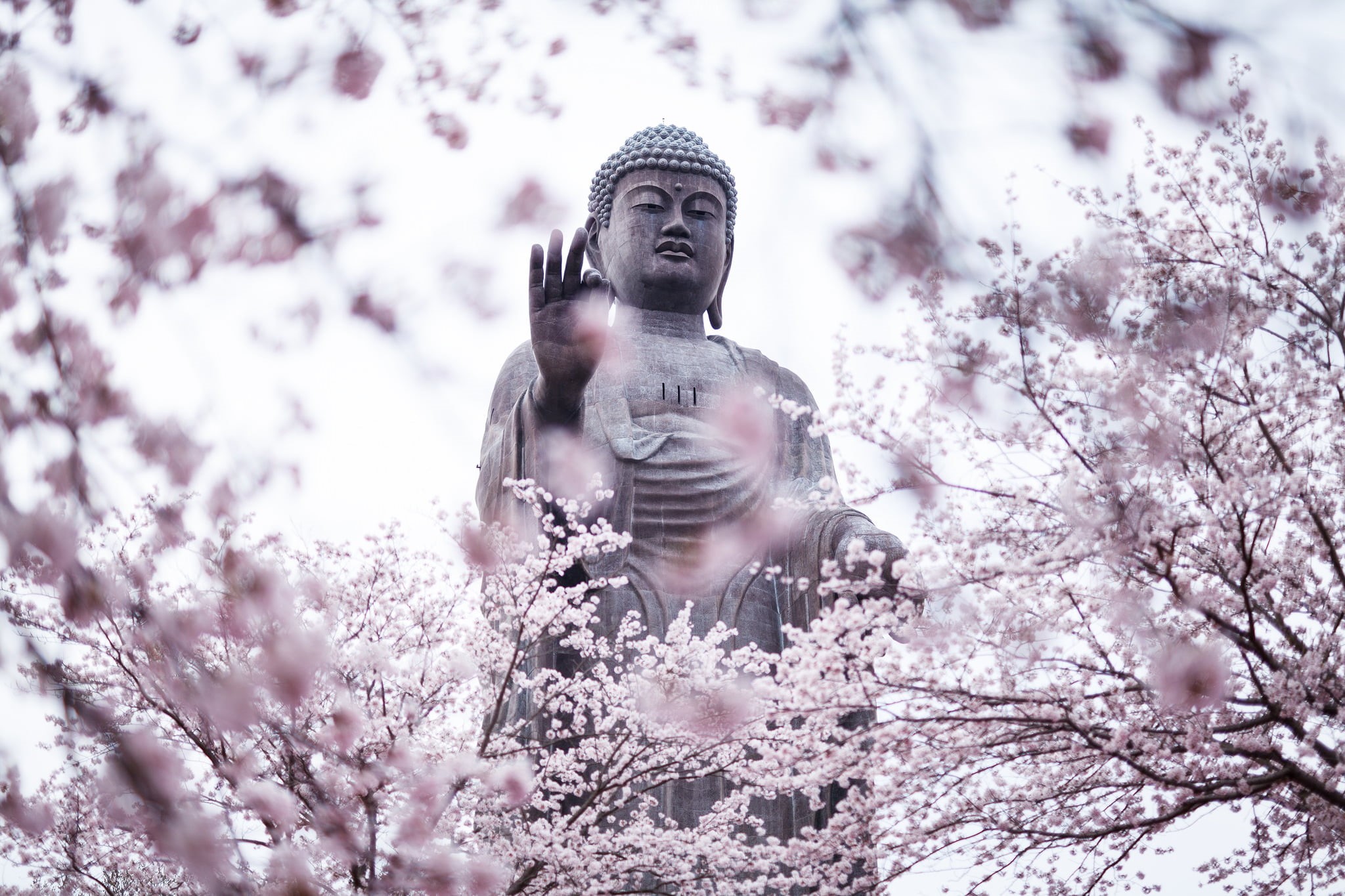 Buddha Amitabha, no people, beauty in nature, nature, Sakura, the city, art and craft, garden, Ushiku, trees, tree, sculpture, Amitabha Buddha, Ibaraki Prefecture, HD Wallpaper