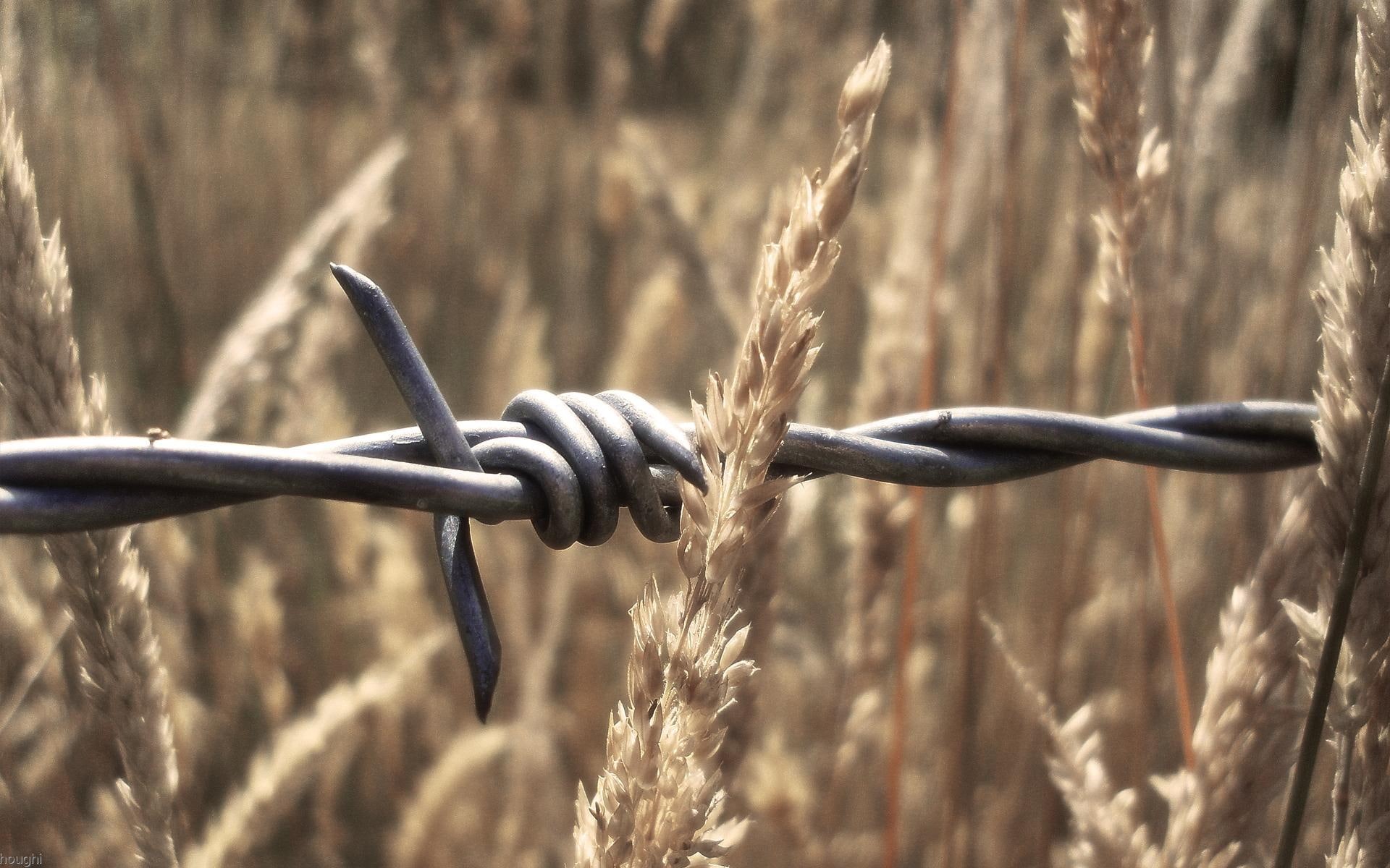 1080P, barbed, wheat, 3d and abstract, sharp, wire, HD Wallpaper