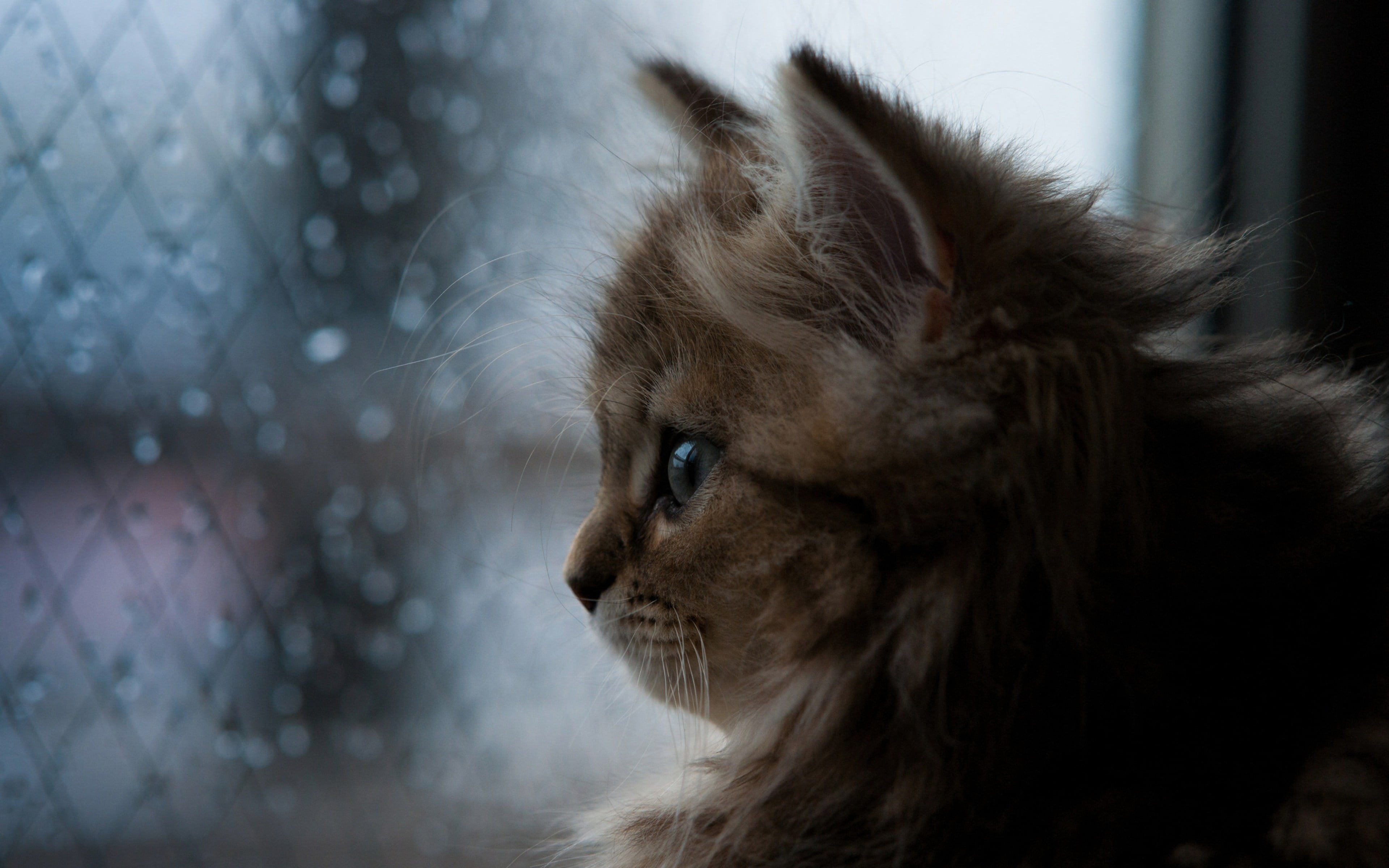 close-up, bokeh, fluffy, kitten, rain, brown, day, beauty, fur, 4K, orange, sitting, Ben Torode, animal head, face, window, maine coon cat, domestic Cat, HD Wallpaper