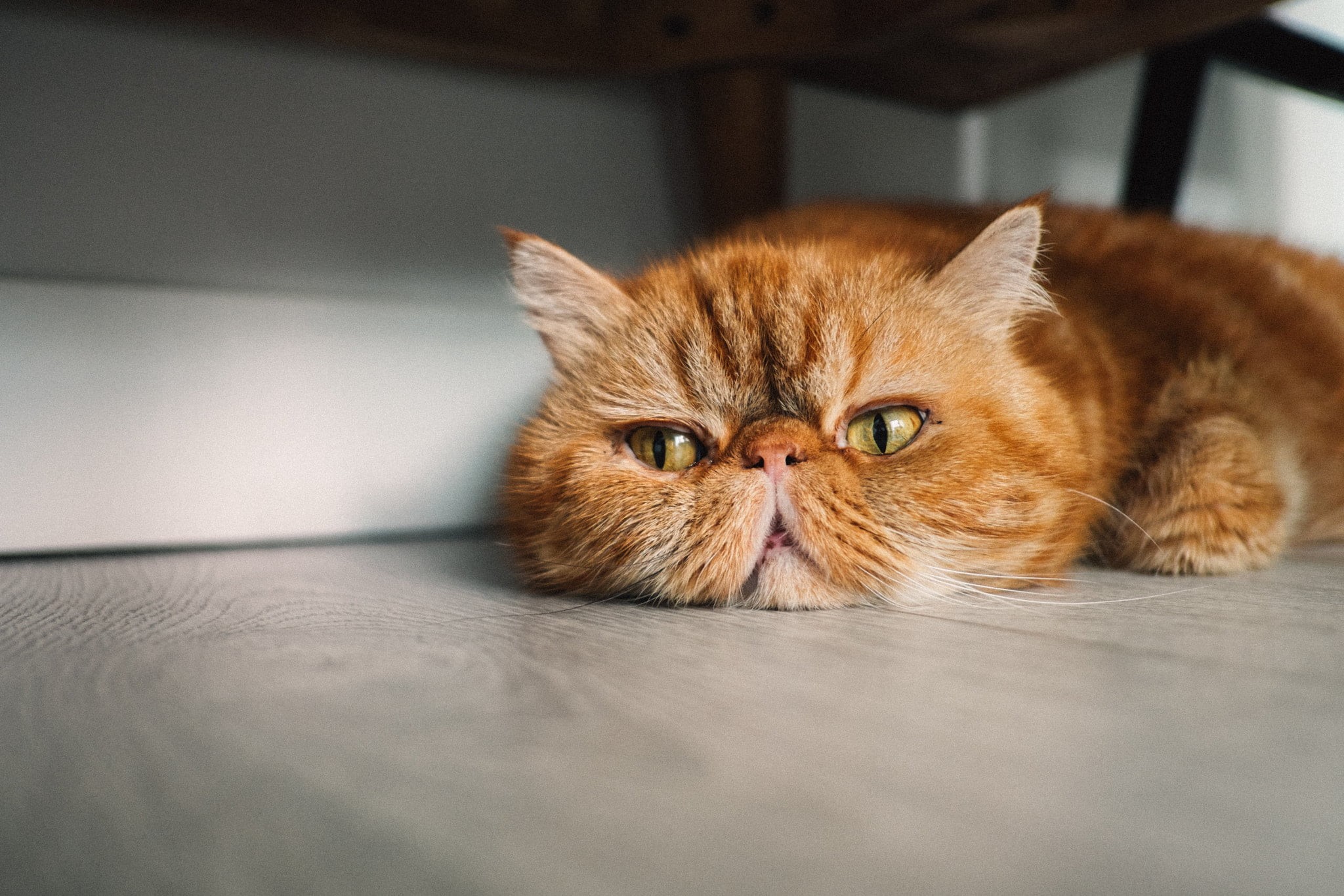 indoors, persian cat, feline, one animal, Justin Lim, animal themes, close-up, portrait, no people, pets, whisker, relaxation, vertebrate, looking at camera, HD Wallpaper