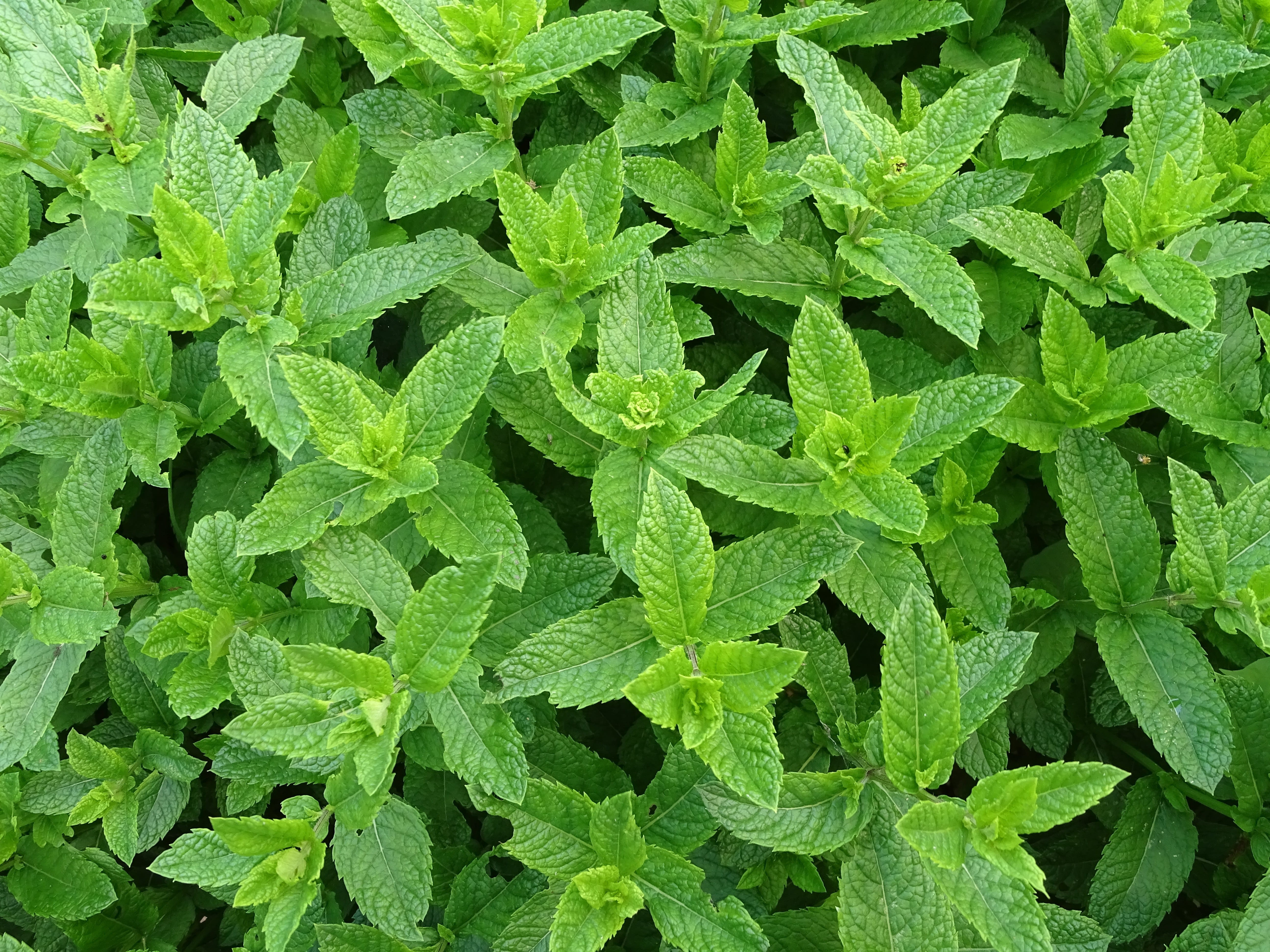 green, moroccan mint, tea herbs, healthcare and medicine, growth, backgrounds, outdoors, Moroccan, land, beauty in nature, high angle view, teeminze, green color, HD Wallpaper