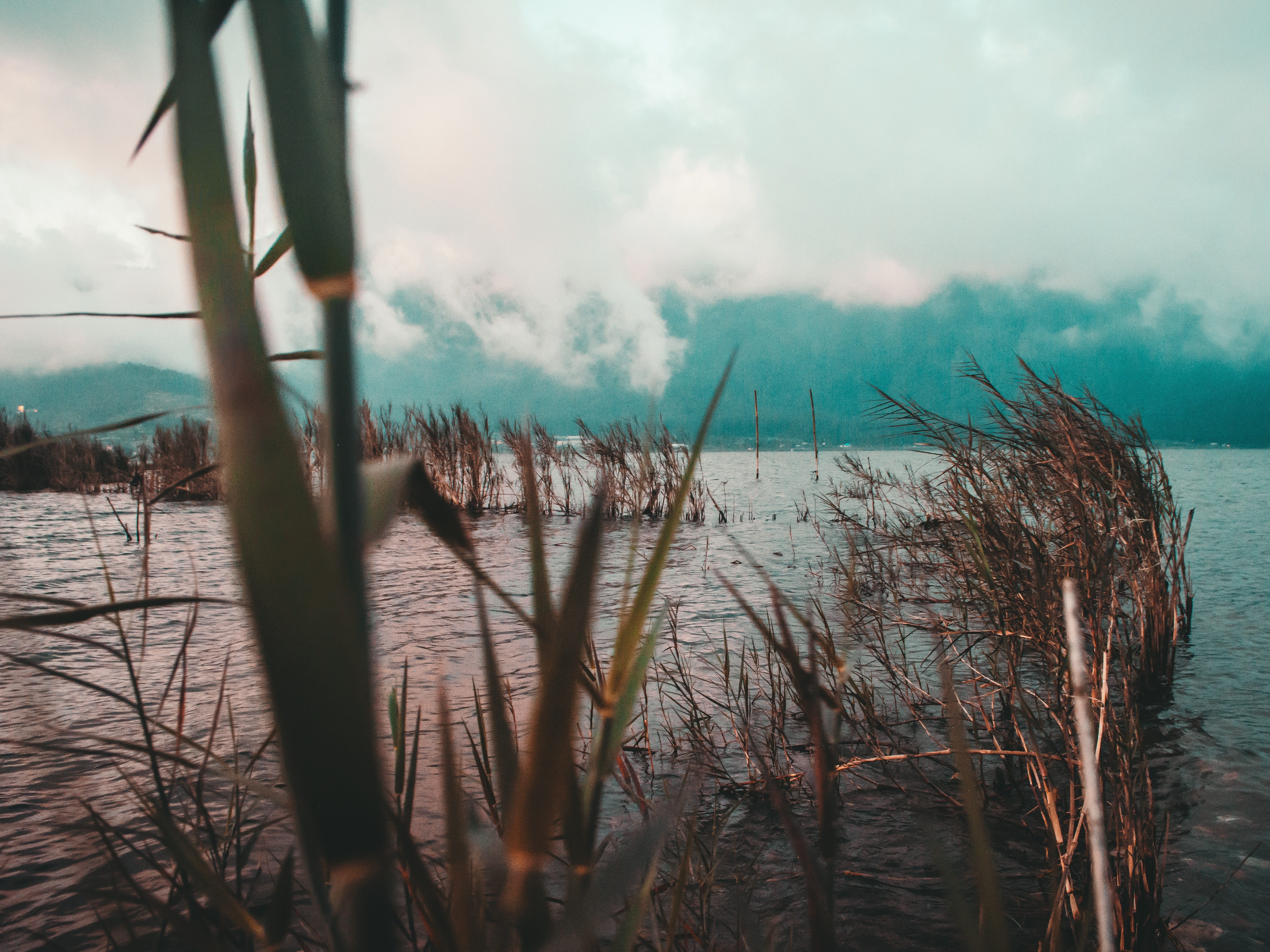 bali, grass, temple, cloud - sky, tranquility, tropical, scenics - nature, bedugul, water, beauty in nature, tourism, plant, growth, land, nature, ulun, HD Wallpaper