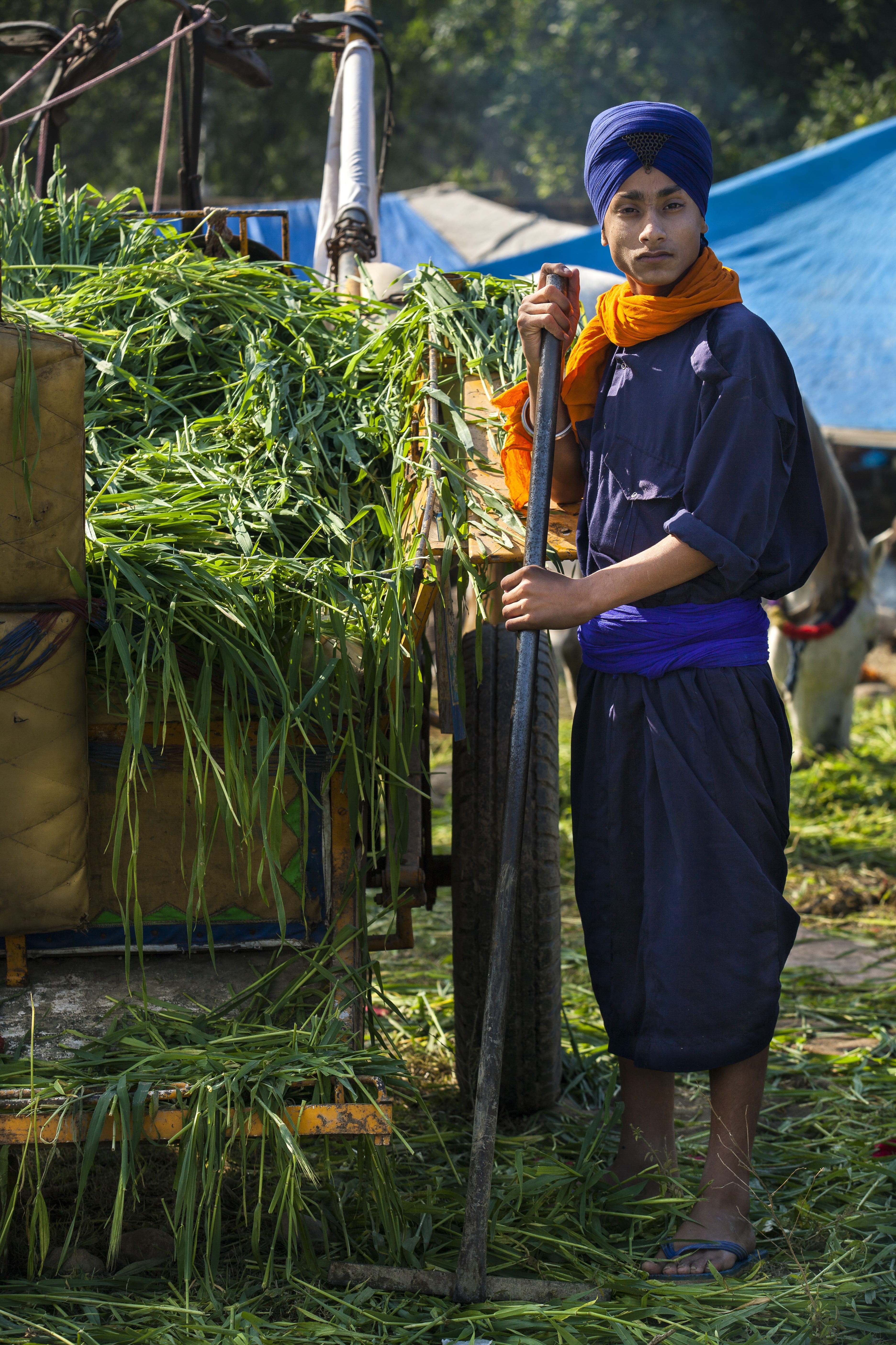 young men, turban, stable, teenager, portrait, one person, environmental, day, outdoors, real people, plant, punjab, holding, men, standing, vegetable, Phone HD Wallpaper