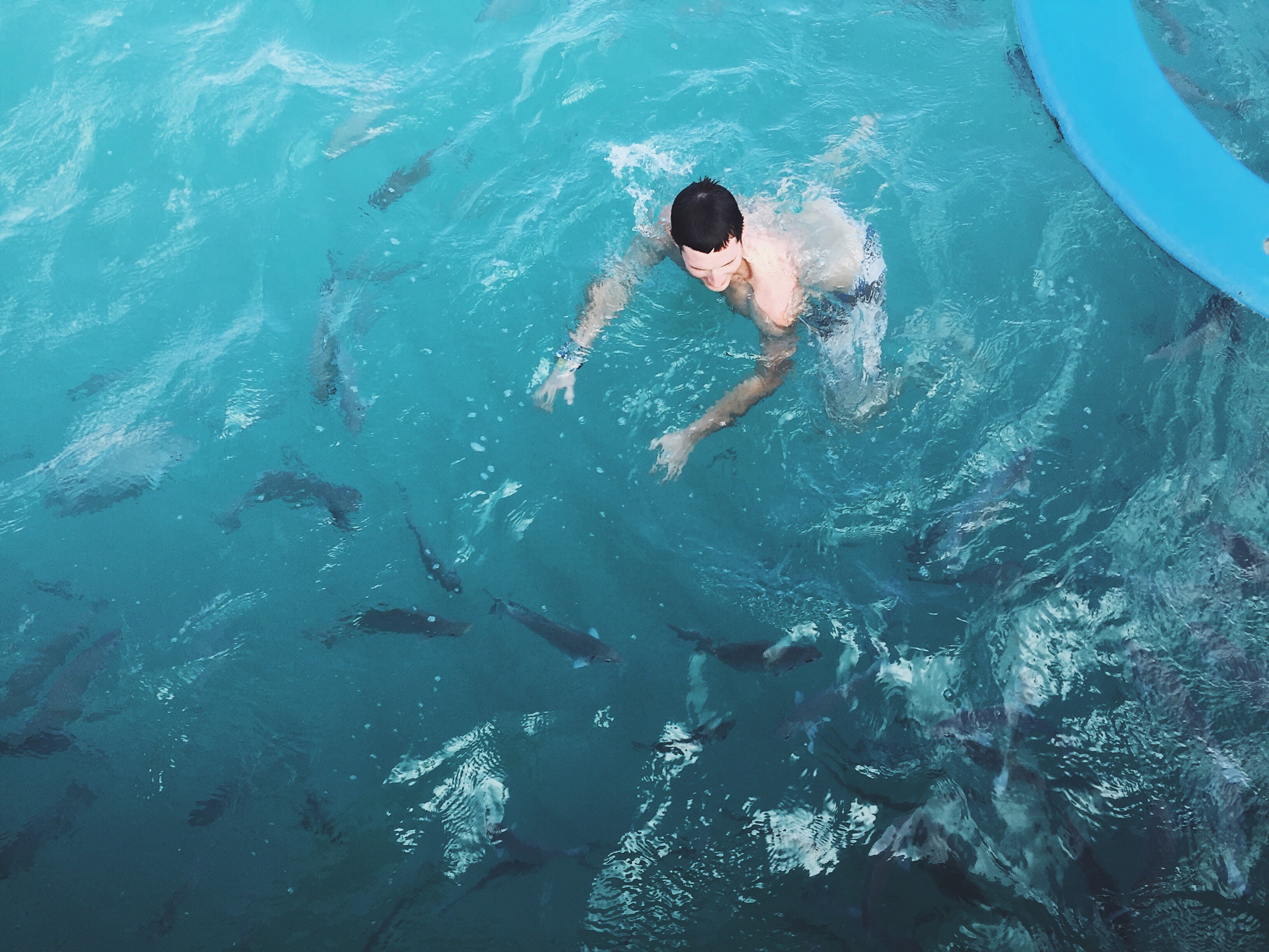 swimming, one person, waterfront, real people, water, nature, high angle view, fish, sea, phish, swimming pool, men, yucatan peninsula, mexico, pool, day, HD Wallpaper