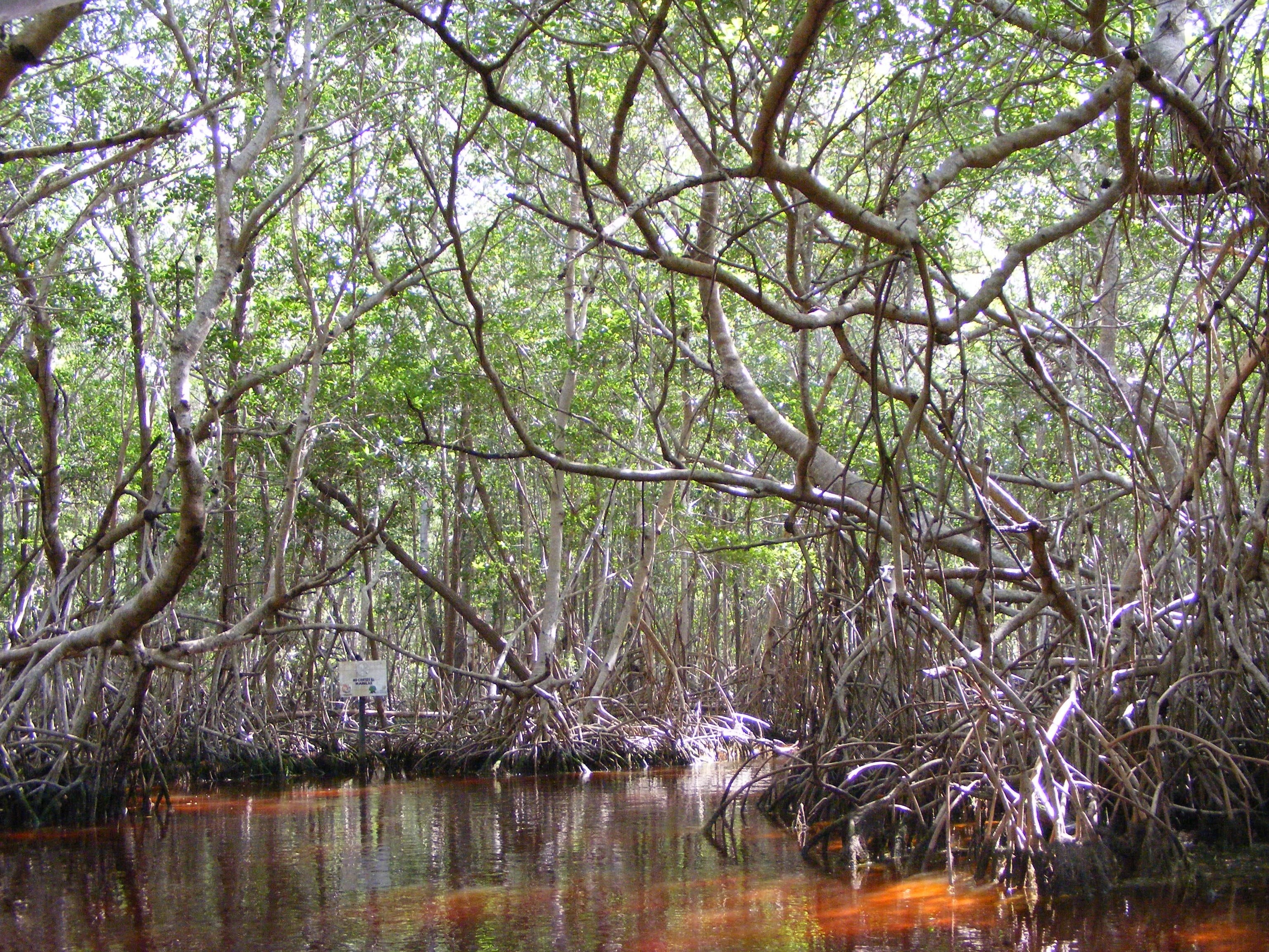 no people, mangrove, waterfront, tranquil scene, scenics - nature, day, woodland, lake, forest, swamp, yucatan mexico, tranquility, branch, nature, water, HD Wallpaper