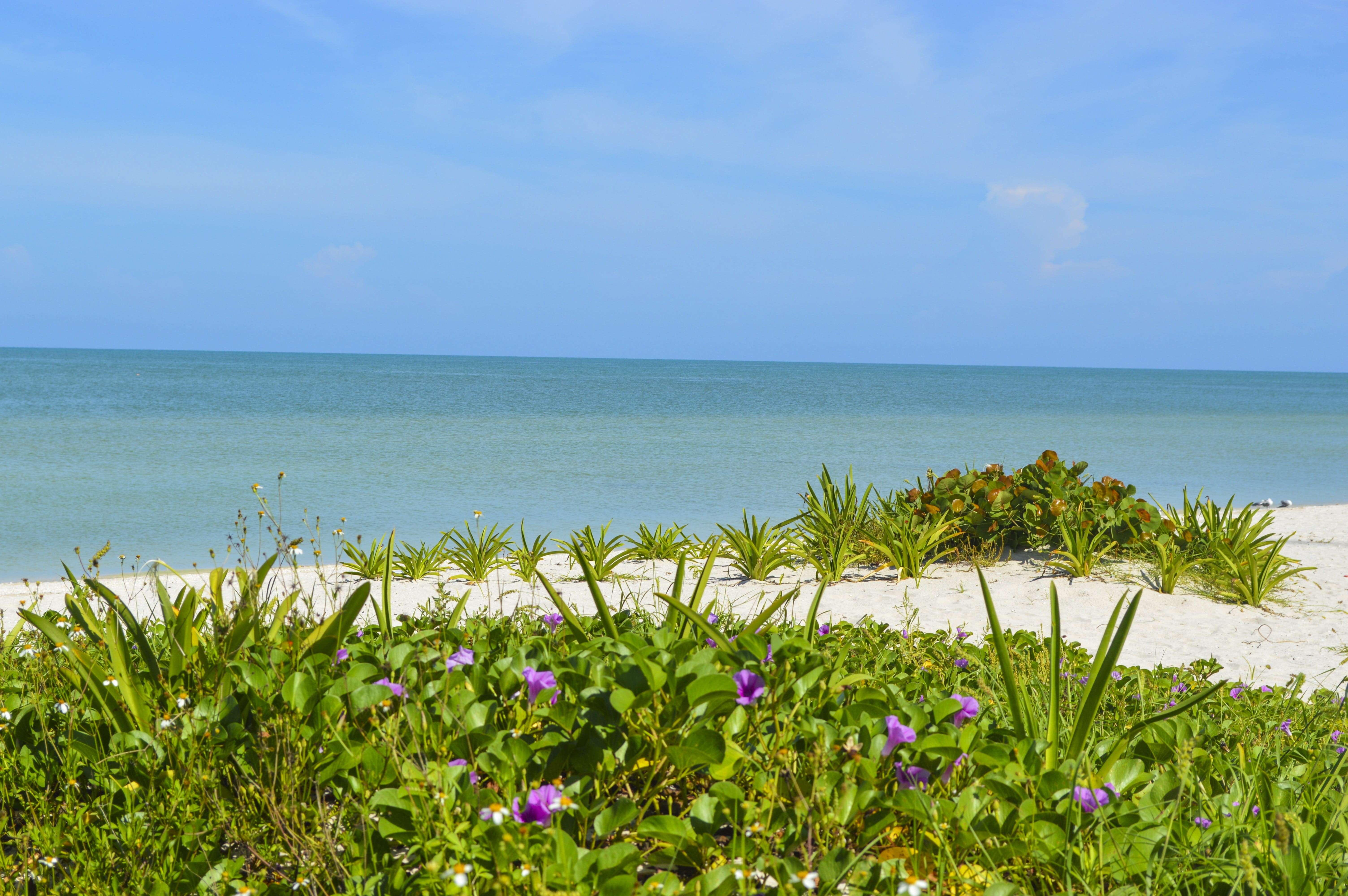Beach, freshness, Celestun, scenics, water, flowering plant, no people, sea, outdoors, sky, palms, tranquil scene, Yucatan, ecological, costa, growth, gulf, HD Wallpaper