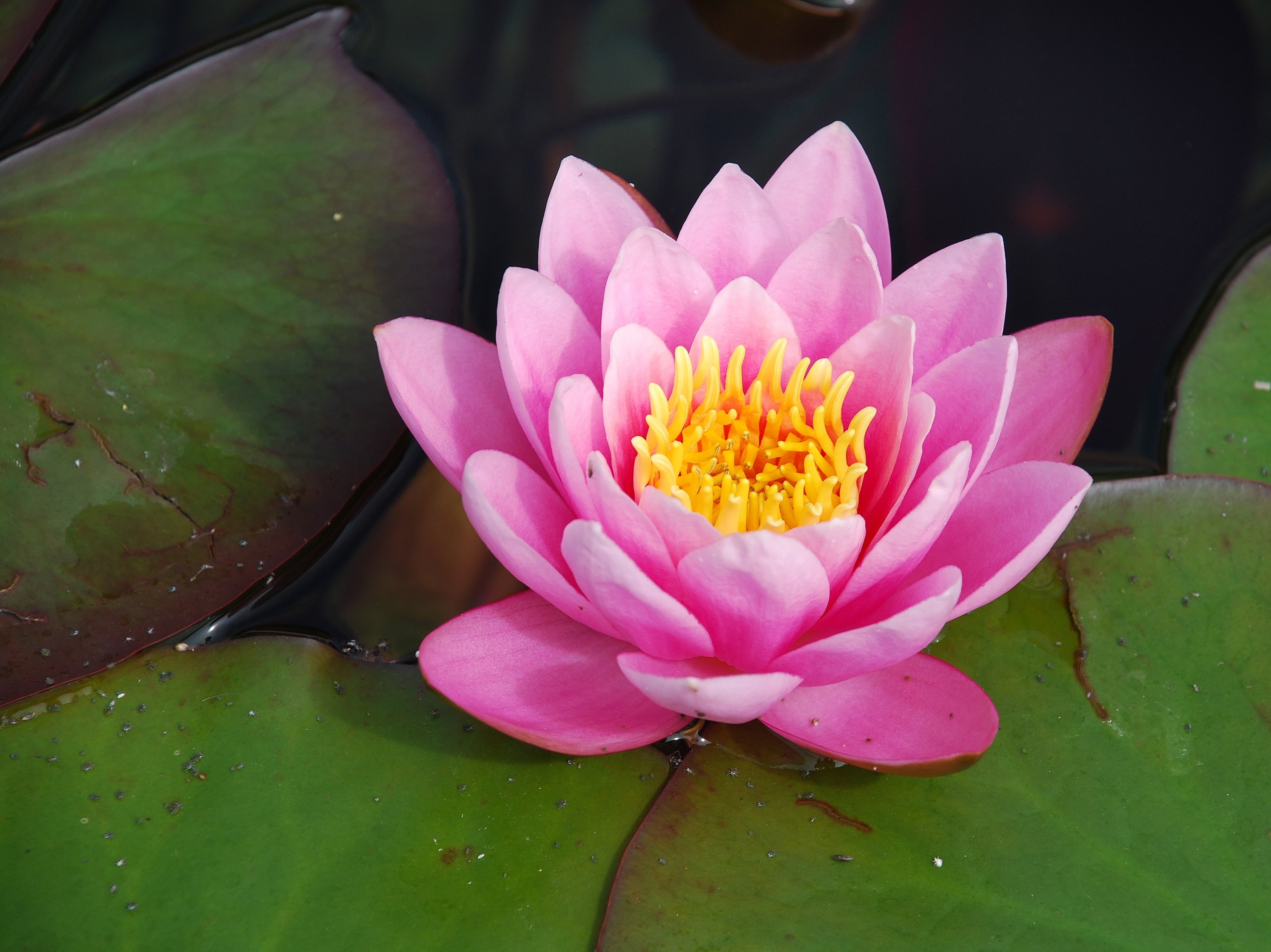 flowering plant, garden, water rose, plant part, flower, pink color, freshness, vulnerability, pollen, petal, body, red, inflorescence, 2K, pond, nuphar lutea, HD Wallpaper