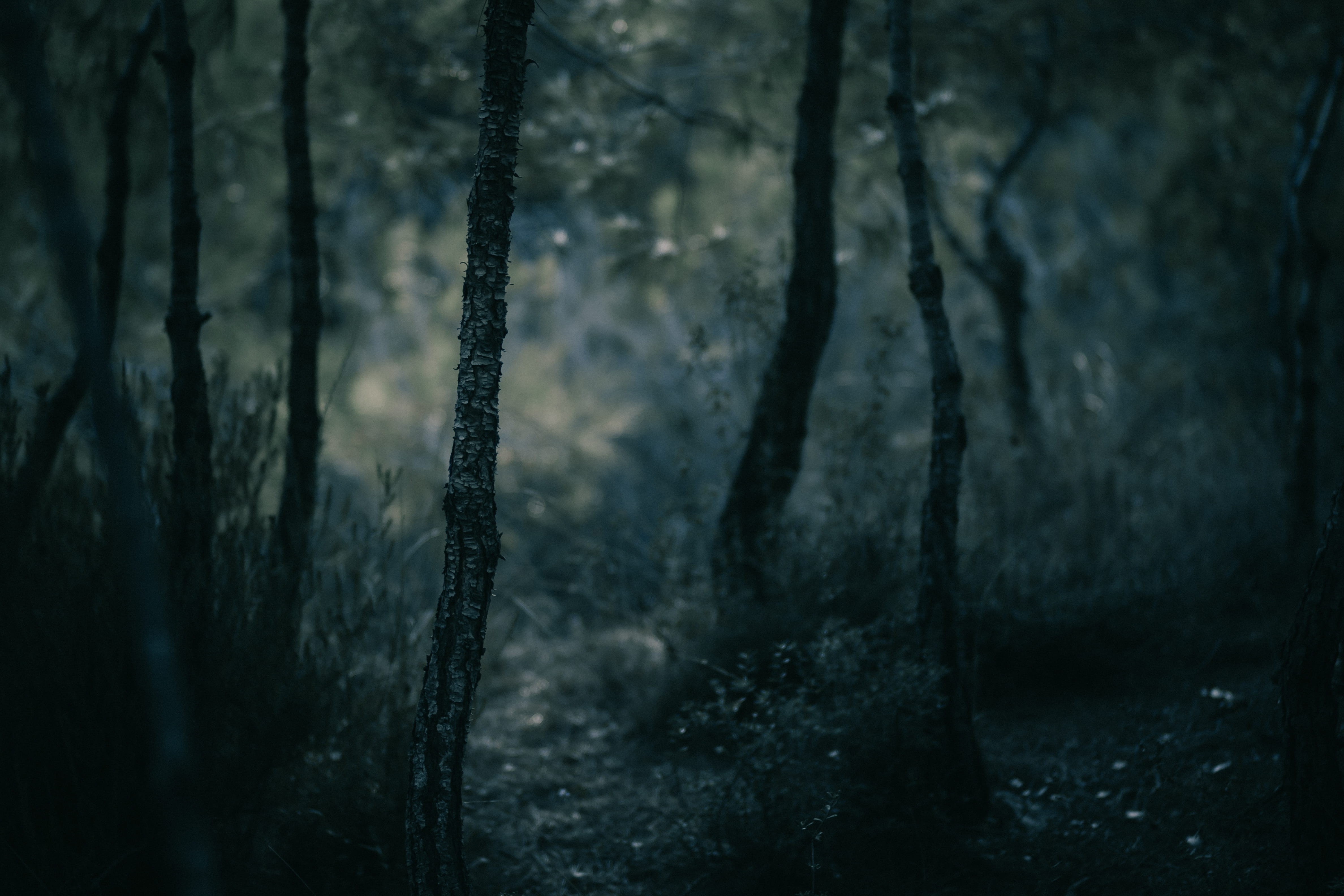 bokeh, coniferous tree, canon, environment, calm, tranquility, close-up, 4K, woodland, non-urban scene, rainforest, mystery, no people, day, outdoors, HD Wallpaper