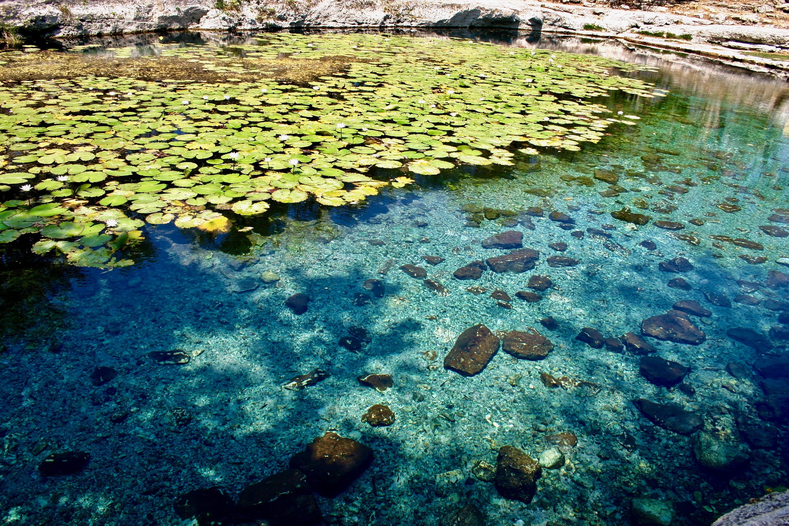 plant, clear, lake, clean, 2K, rocks, floating on water, day, shallow, lilly, progreso, stones, leaf, water, high angle view, tranquility, blue, plants, HD Wallpaper