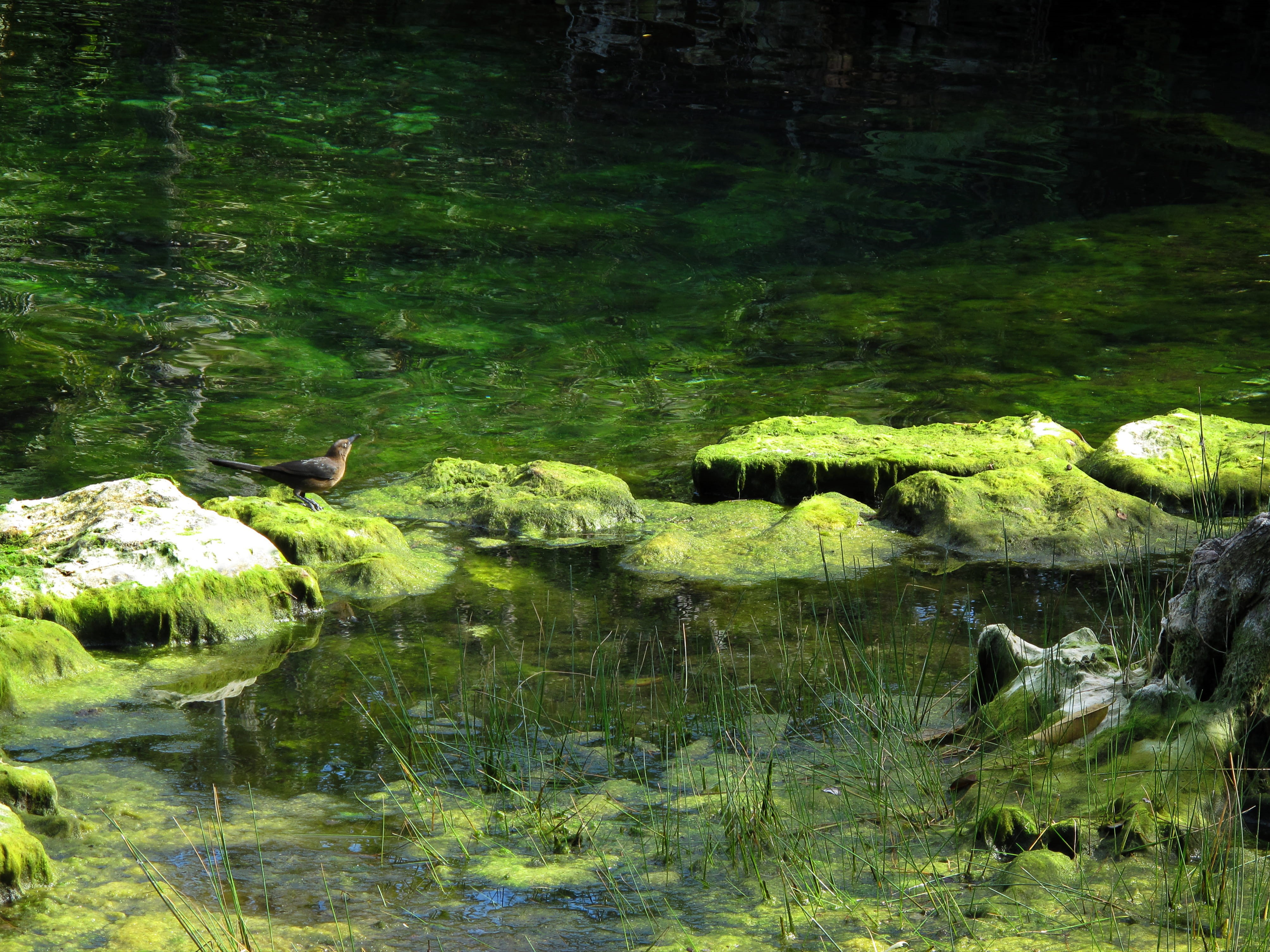 no people, beauty in nature, reflection, vertebrate, water, group of animals, green color, cenote, mexico, land, growth, day, nature, green, outdoors, lake, HD Wallpaper