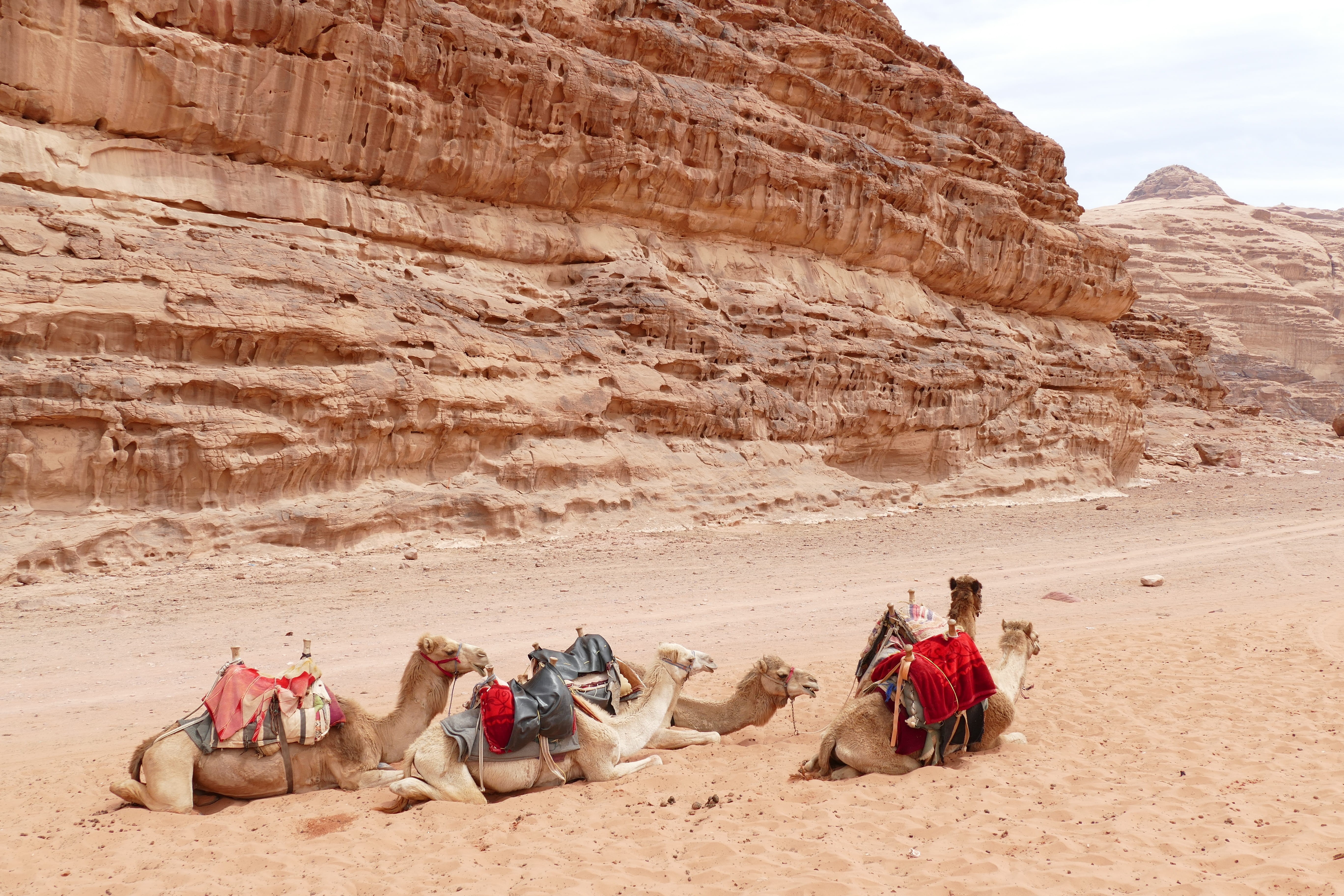 group of people, travel destinations, desert, sand stone, rock, rock formation, landscape, 5K, travel, land, climate, wadi, bedouin, camel, jordan, day, HD Wallpaper