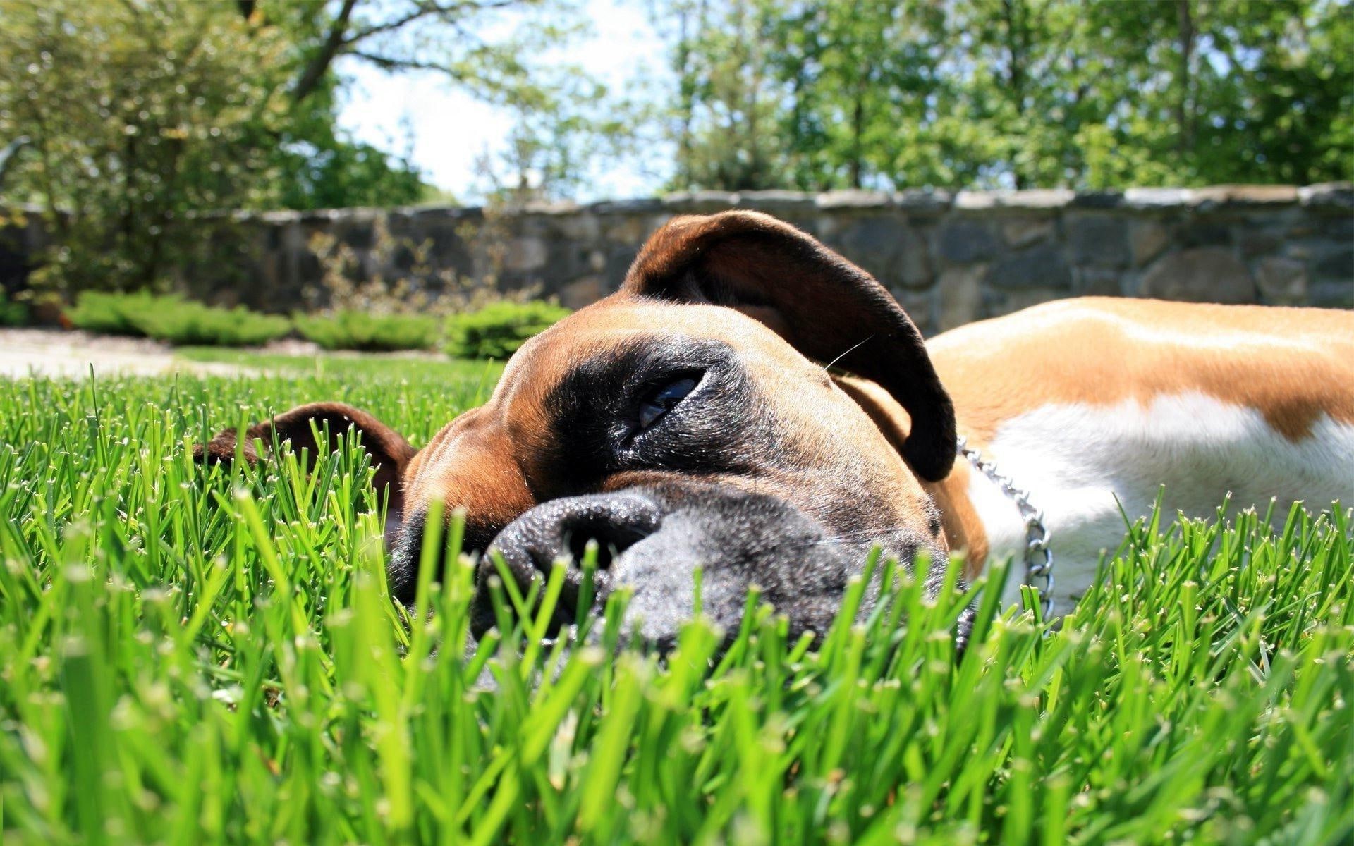 animal, worn, photography, boxer, nature, animals, 1080P, HD Wallpaper