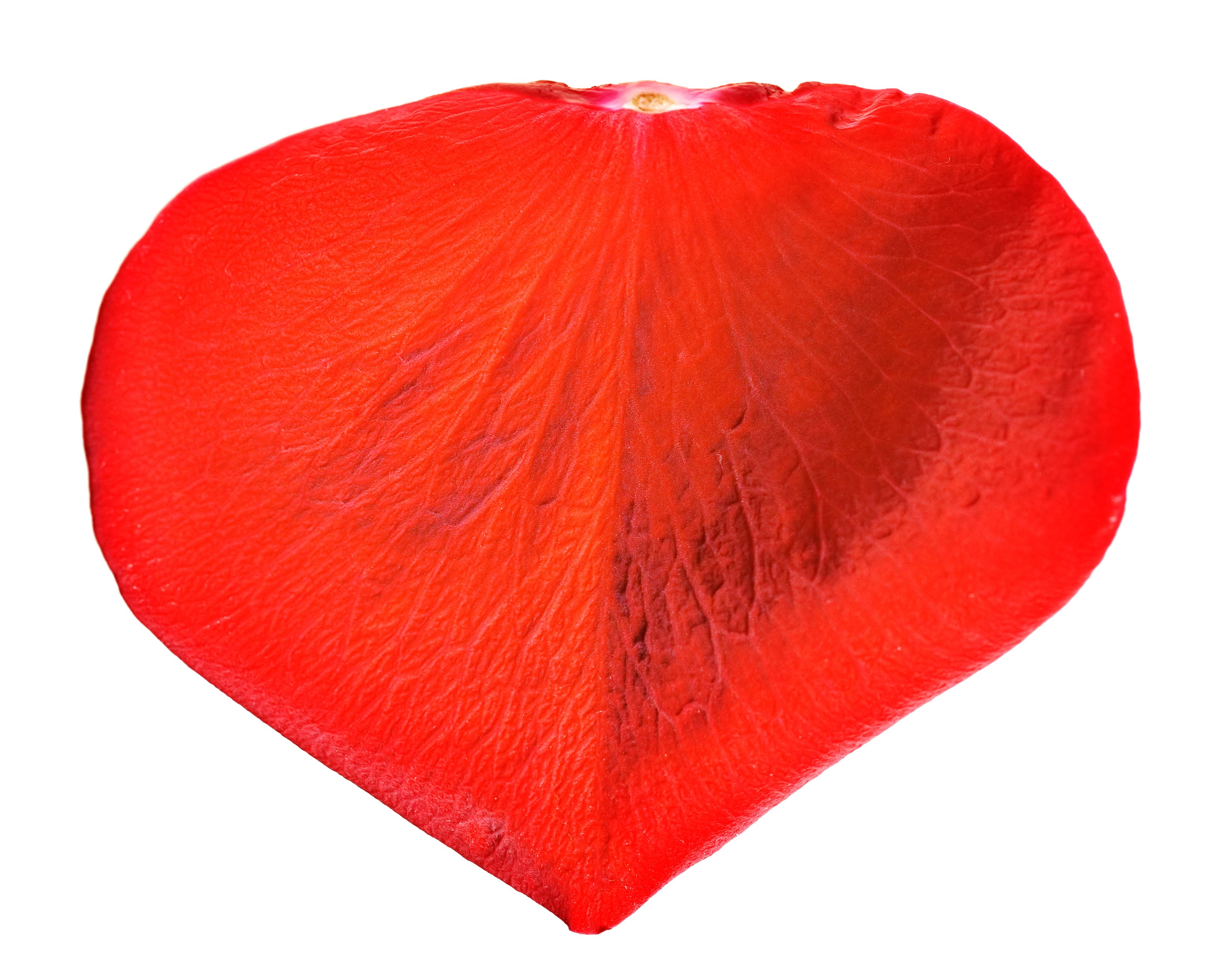 2K, positive emotion, orange color, textured, single object, white, white background, red, romance, indoors, art and craft, petal, heart shape, close-up, HD Wallpaper