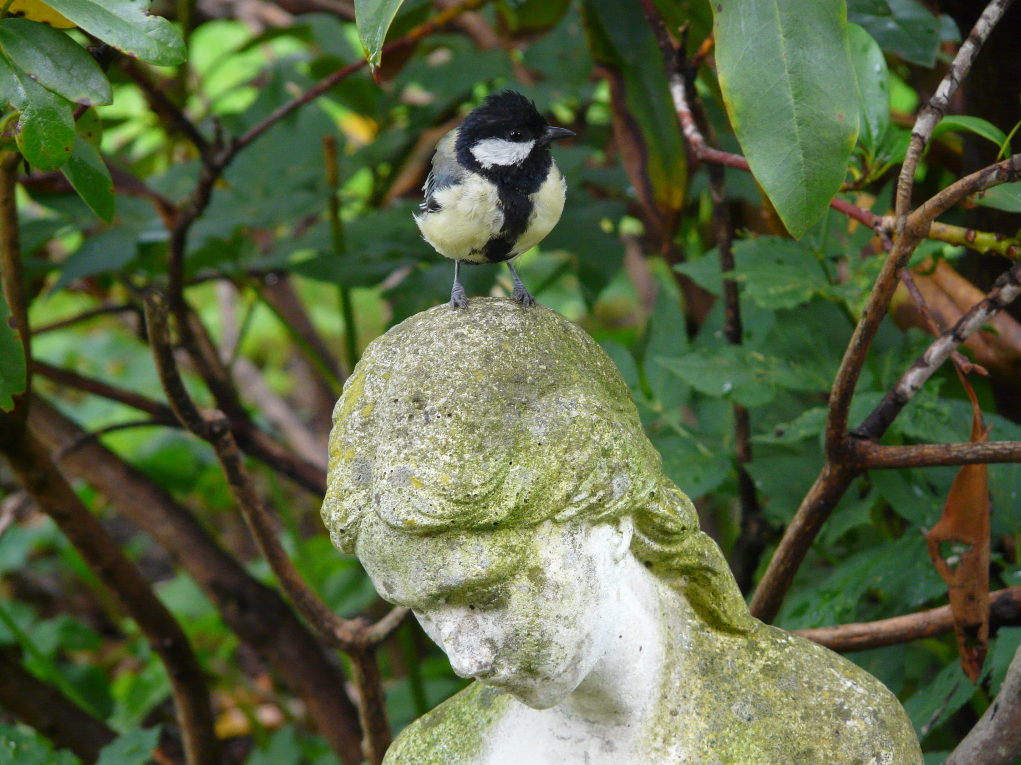 woman, cheeky, perching, figure, day, no people, head, 2K, sit, bird, parus major, strubblig, sculpture, human representation, plant, animals in the wild, HD Wallpaper