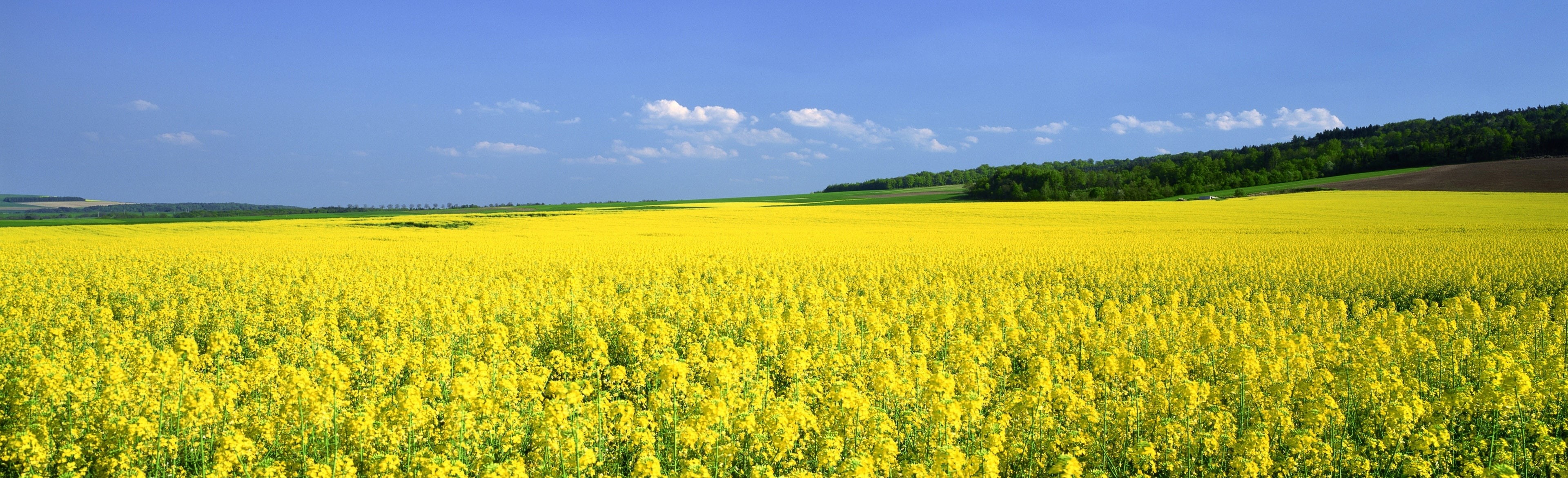 oilseed rape, tranquility, vibrant color, yellow, land, scenics - nature, flowering plant, agriculture, outdoors, rural scene, Mustard, springtime, Flower, HD Wallpaper