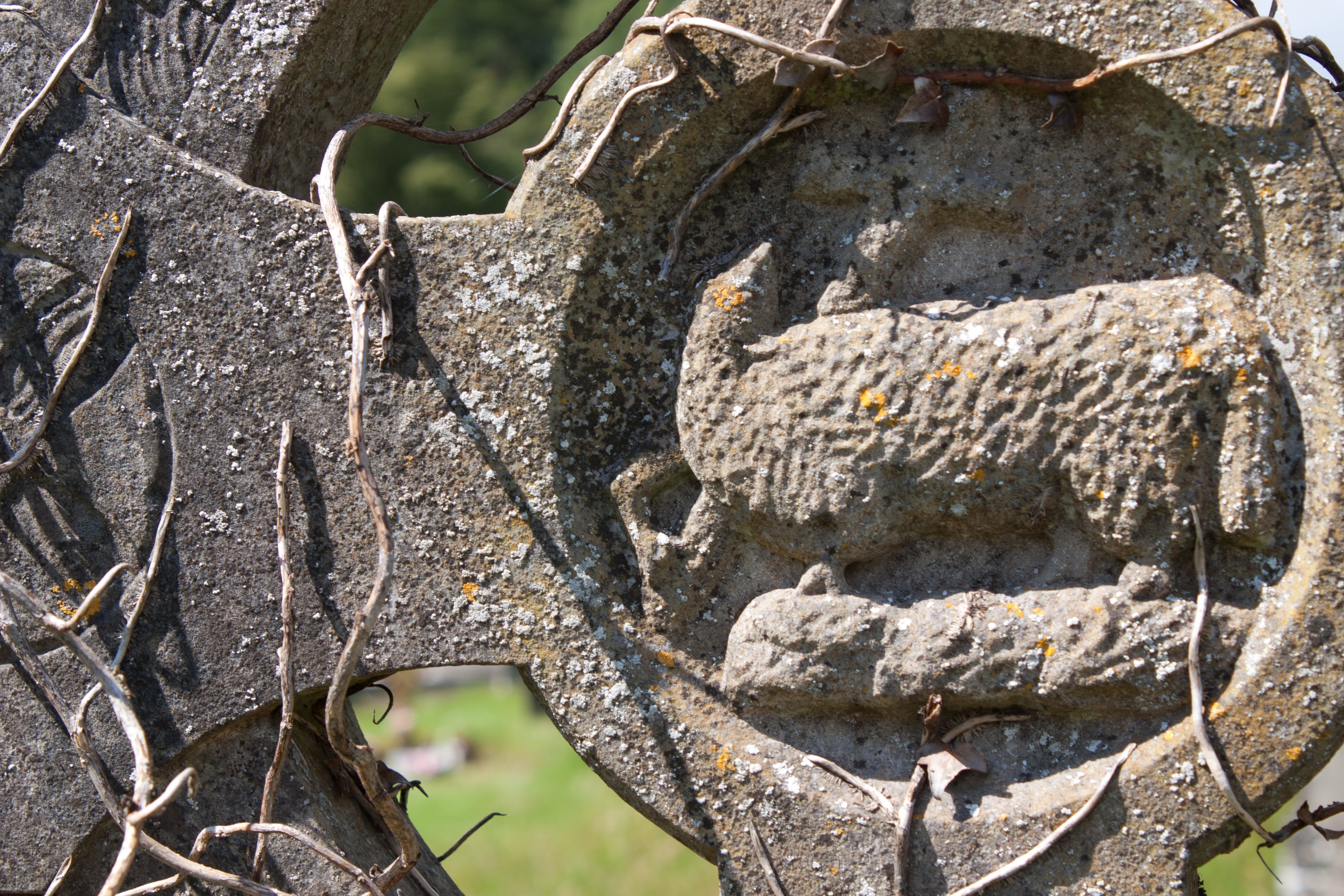 nature, irish, old, animals in the wild, christianity, animal, christian, vertebrate, grave, trunk, religion, tree trunk, celtic, religious, ancient, lichen, HD Wallpaper