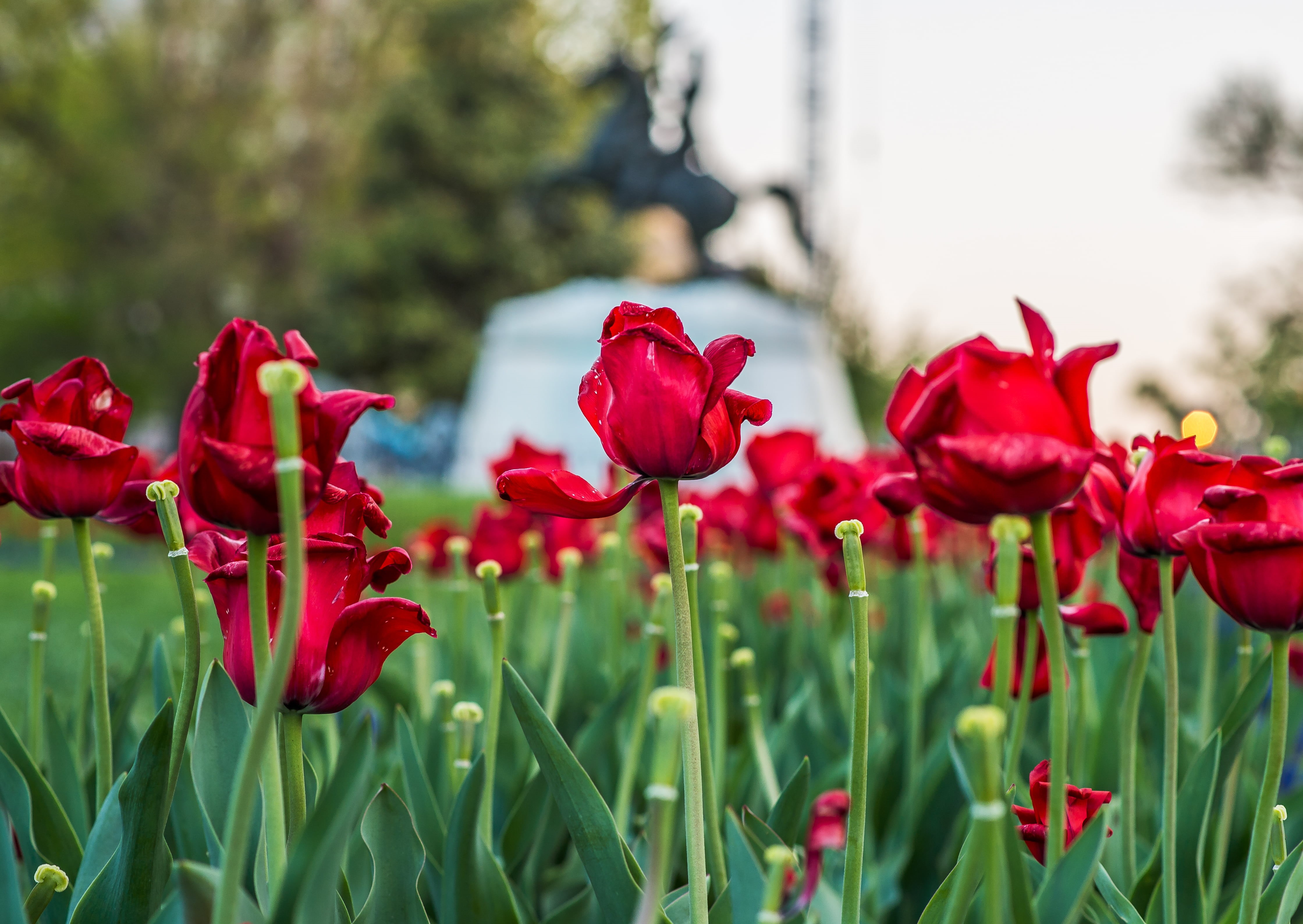 summer, flower, photography, outdoors, flowers, DC, petal, close, White House, lafayette, 4K, flower Head, plant, nature, Lafayette Square, square, Washington, HD Wallpaper