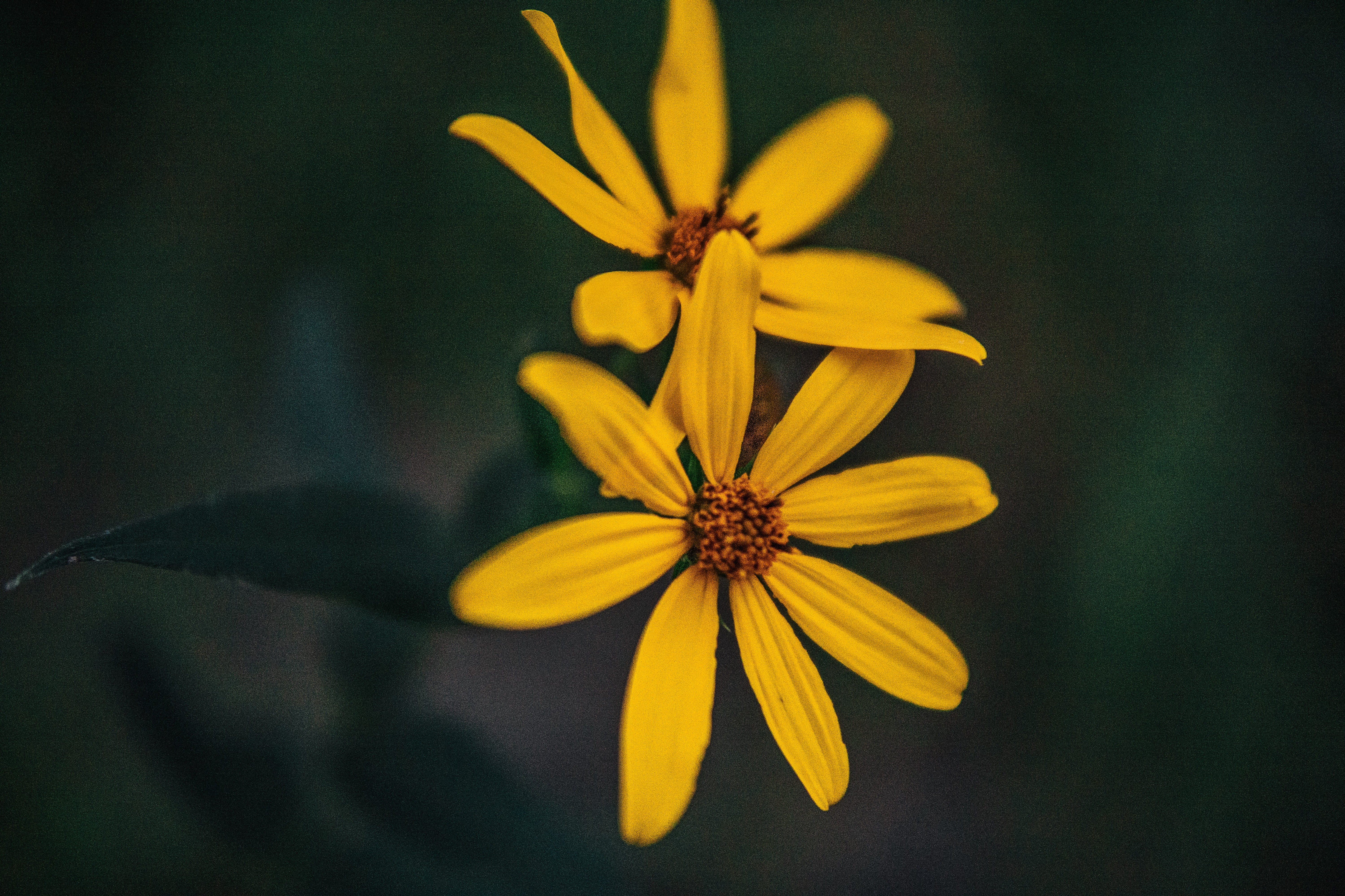 united states, flowering plant, plant, inflorescence, nature, flower, petal, fall, hike, vulnerability, flower head, outdoors, trees, pollen, fragility, HD Wallpaper