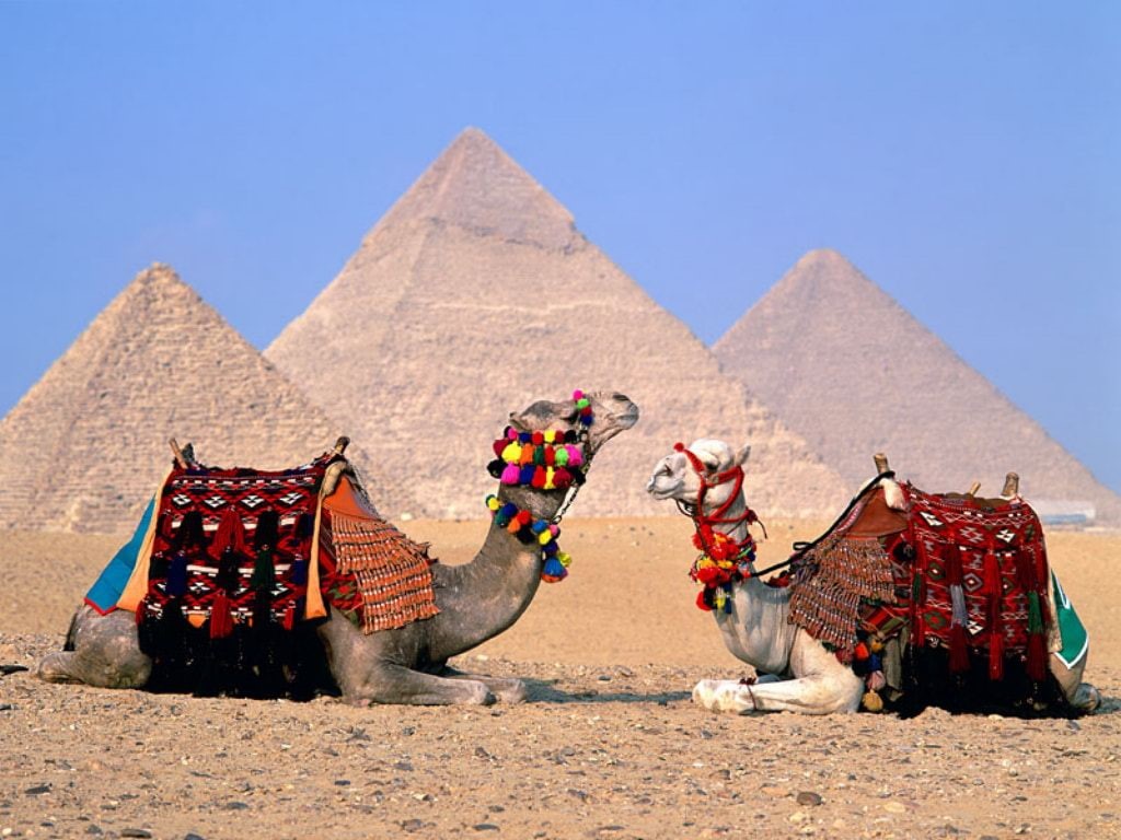 travel and world, hd, 480P, egypt, camels, world, cairo, travel, HD Wallpaper